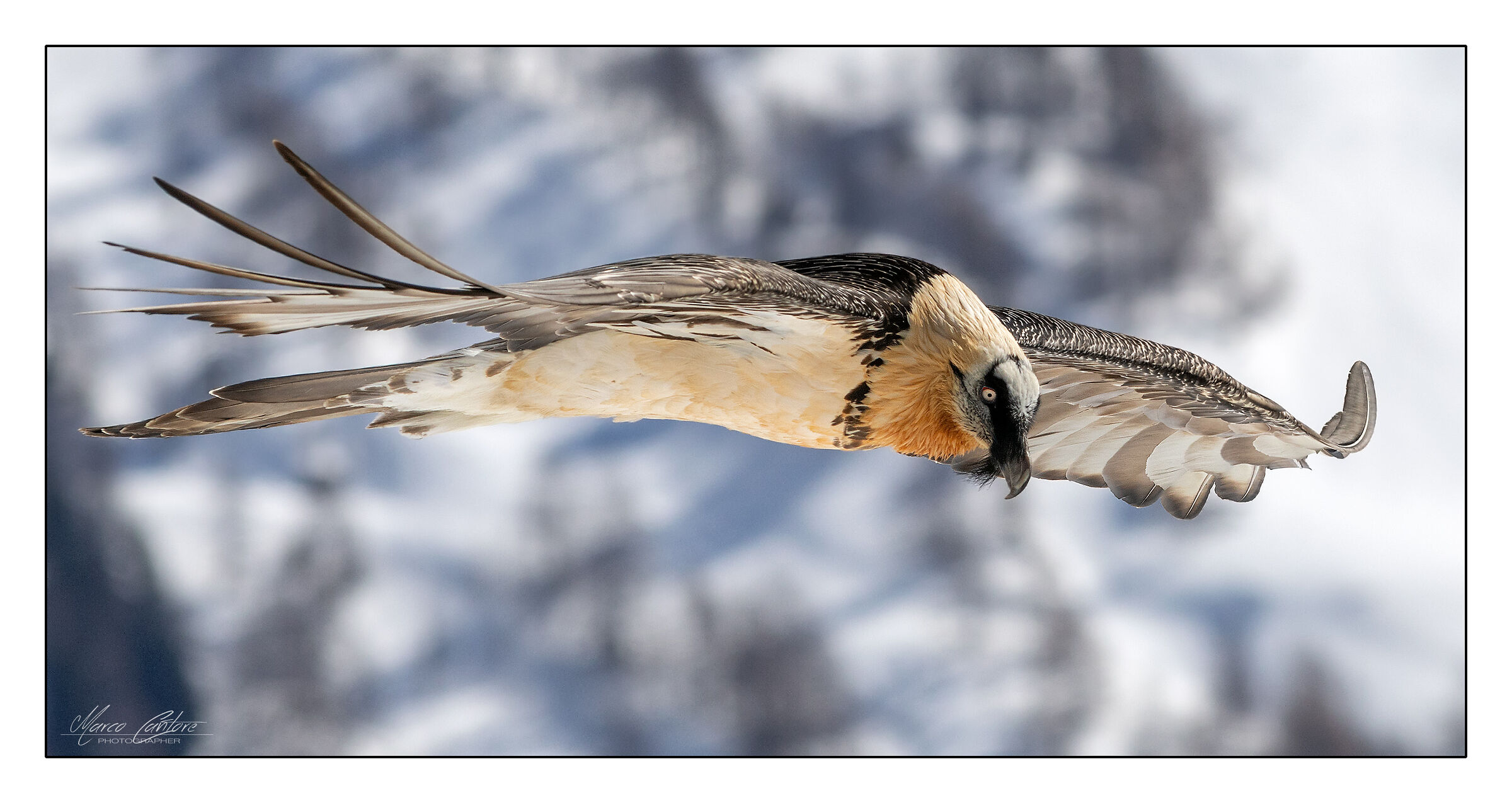 Bearded Vulture-Gypaetus Barbatus