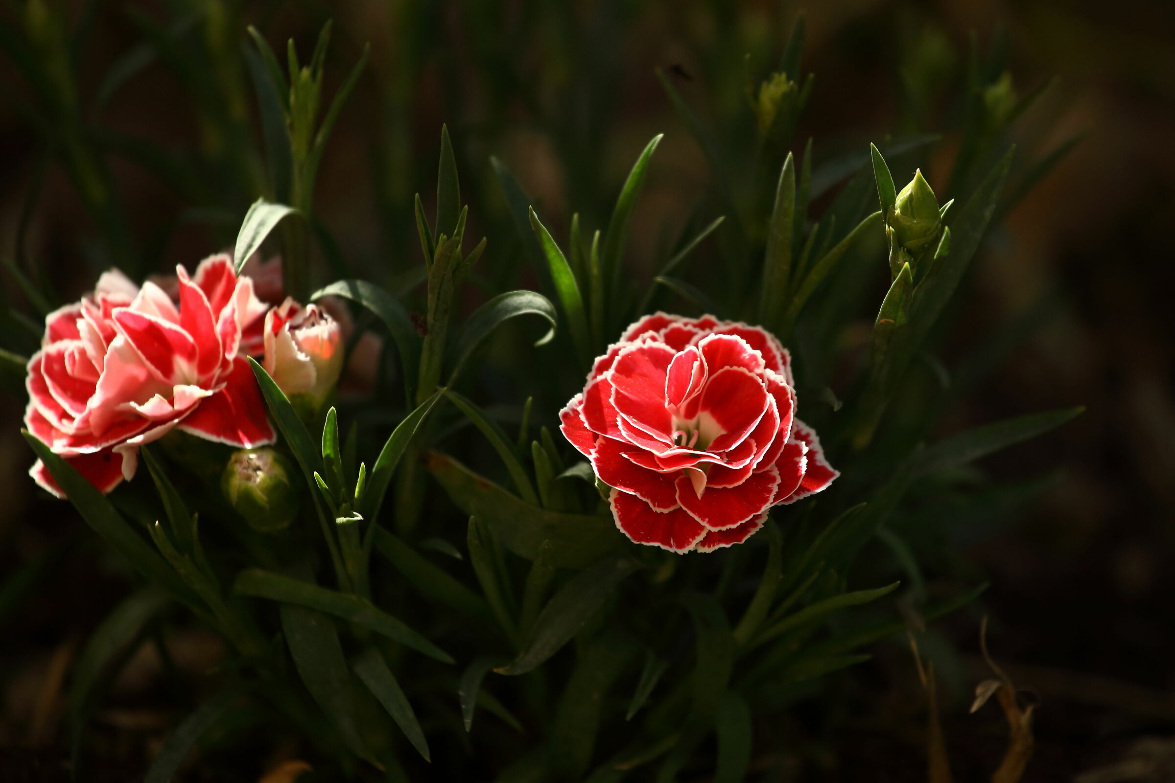 The grass of the neighbor