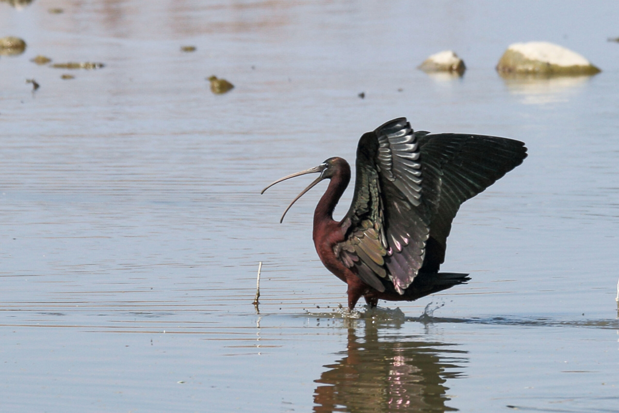 Glossy Ibis