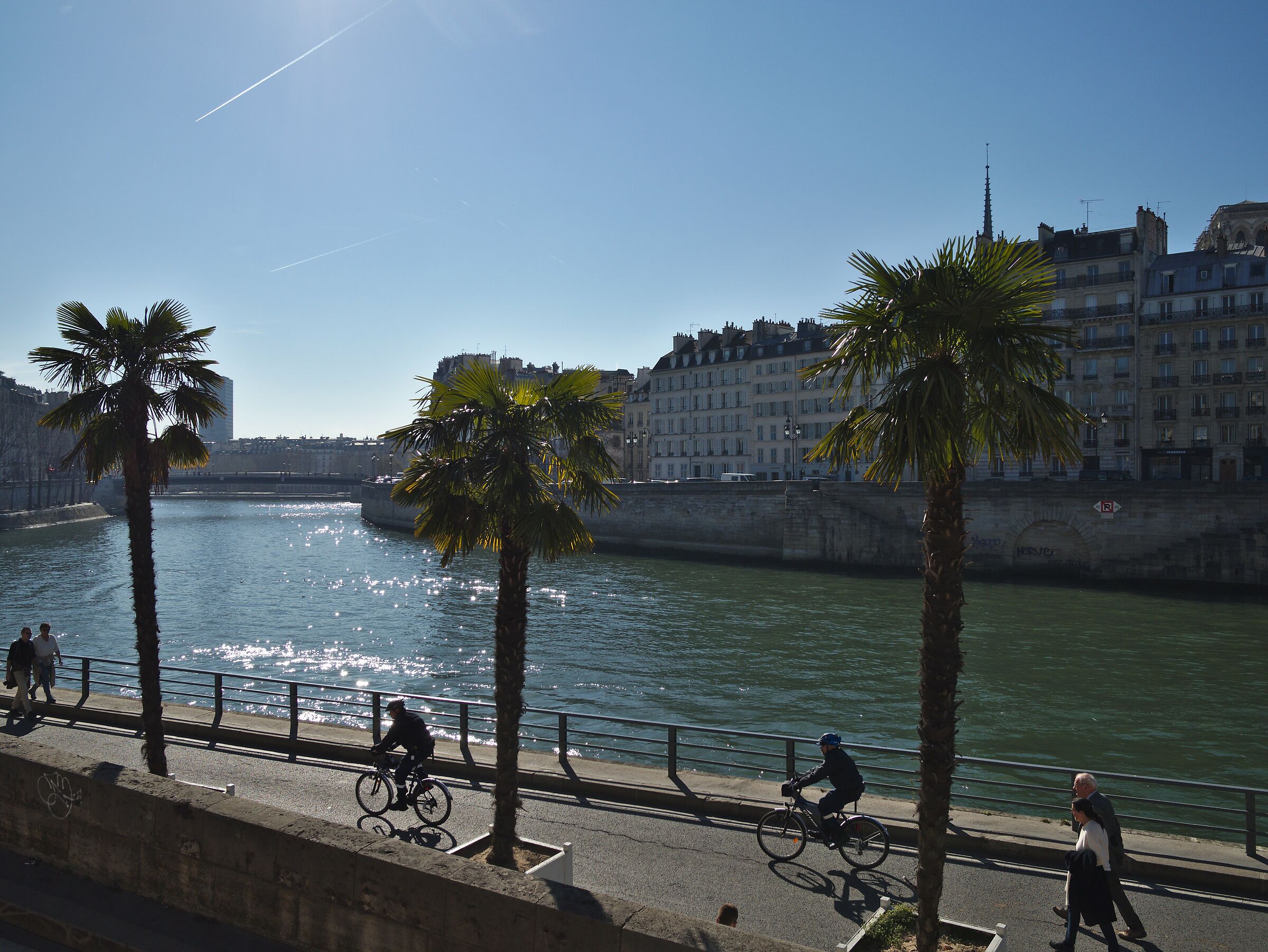 Les Palmiers de Paris 1