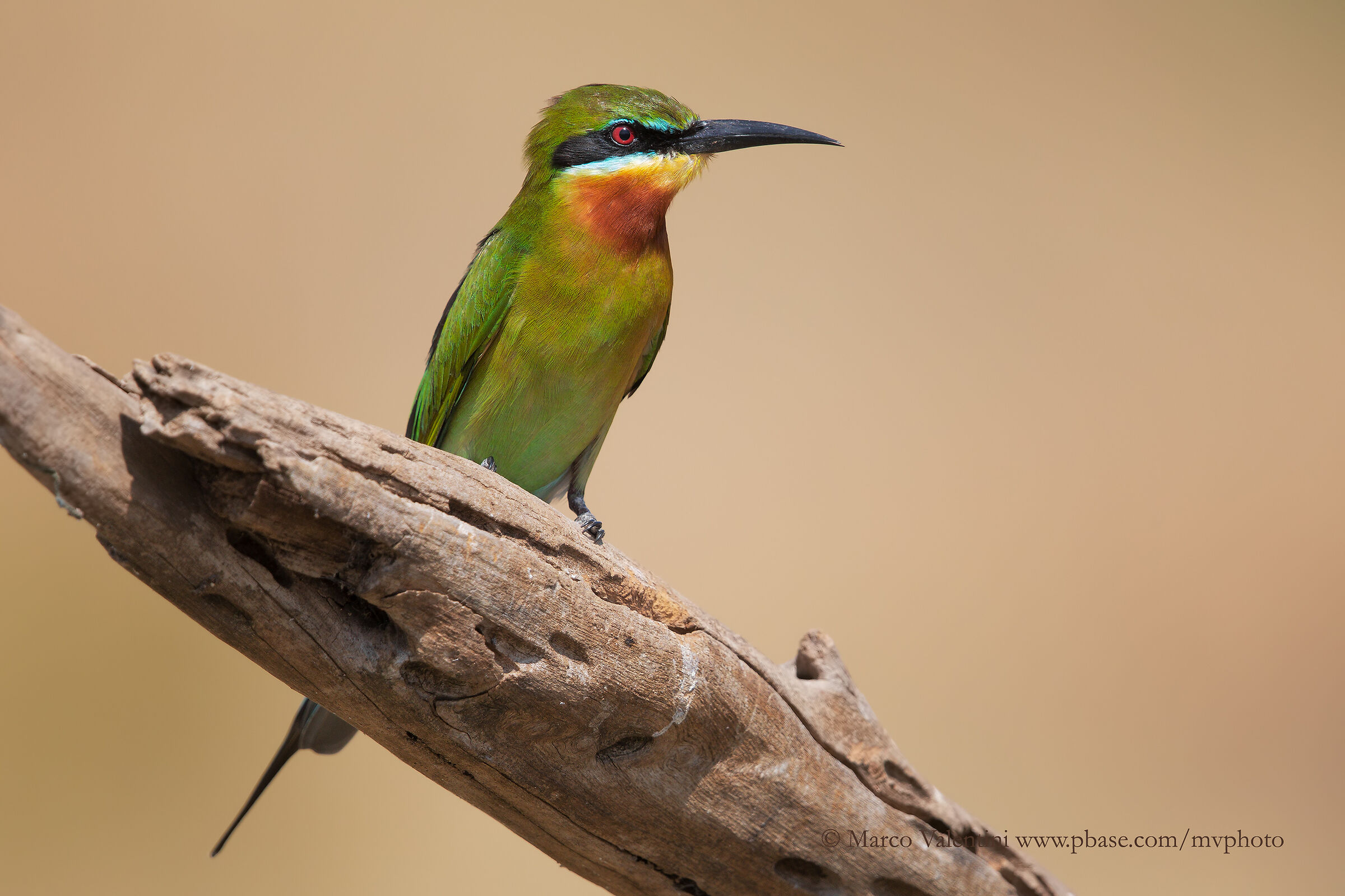 Bee-Eater Codablu