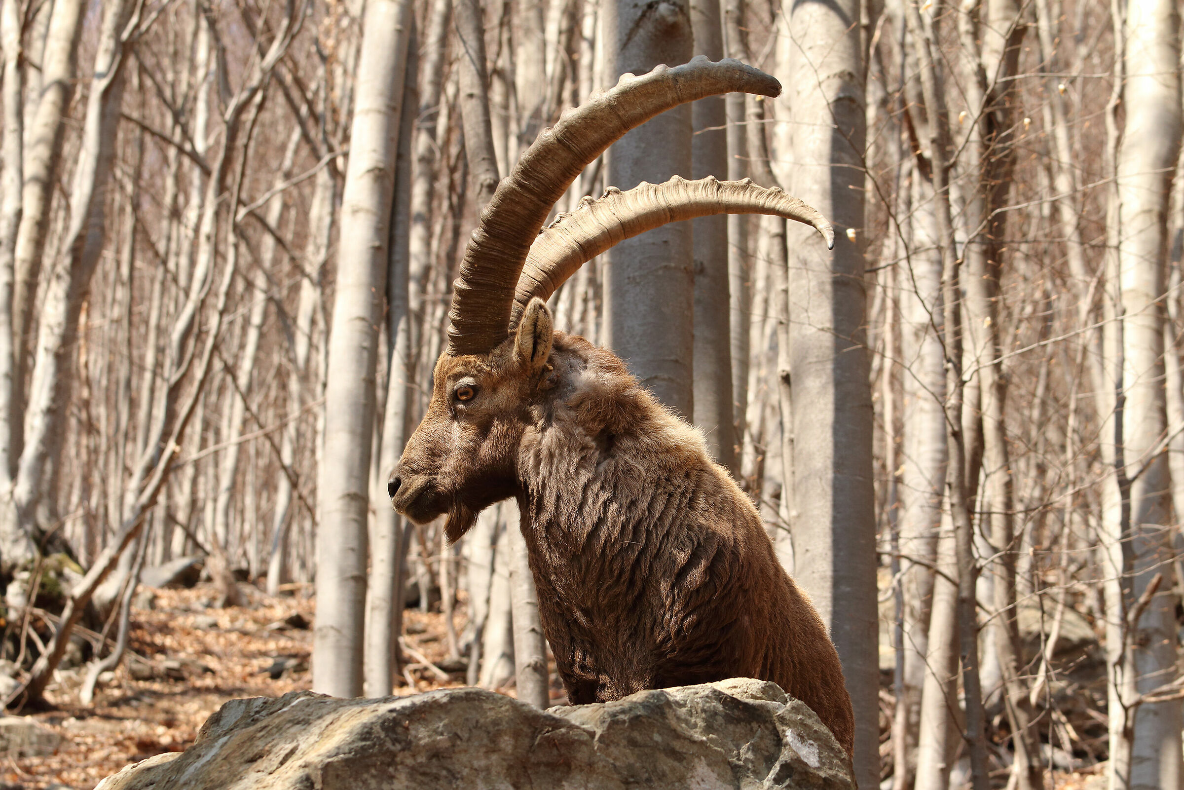 stambecco nei faggi di Maslana