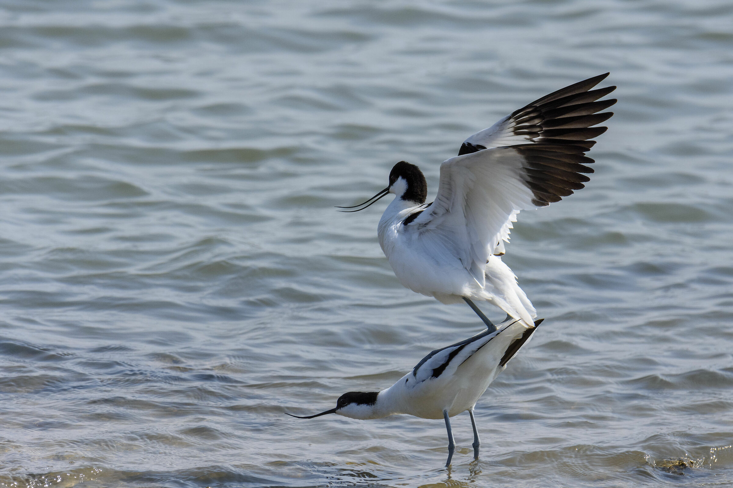 Avocette