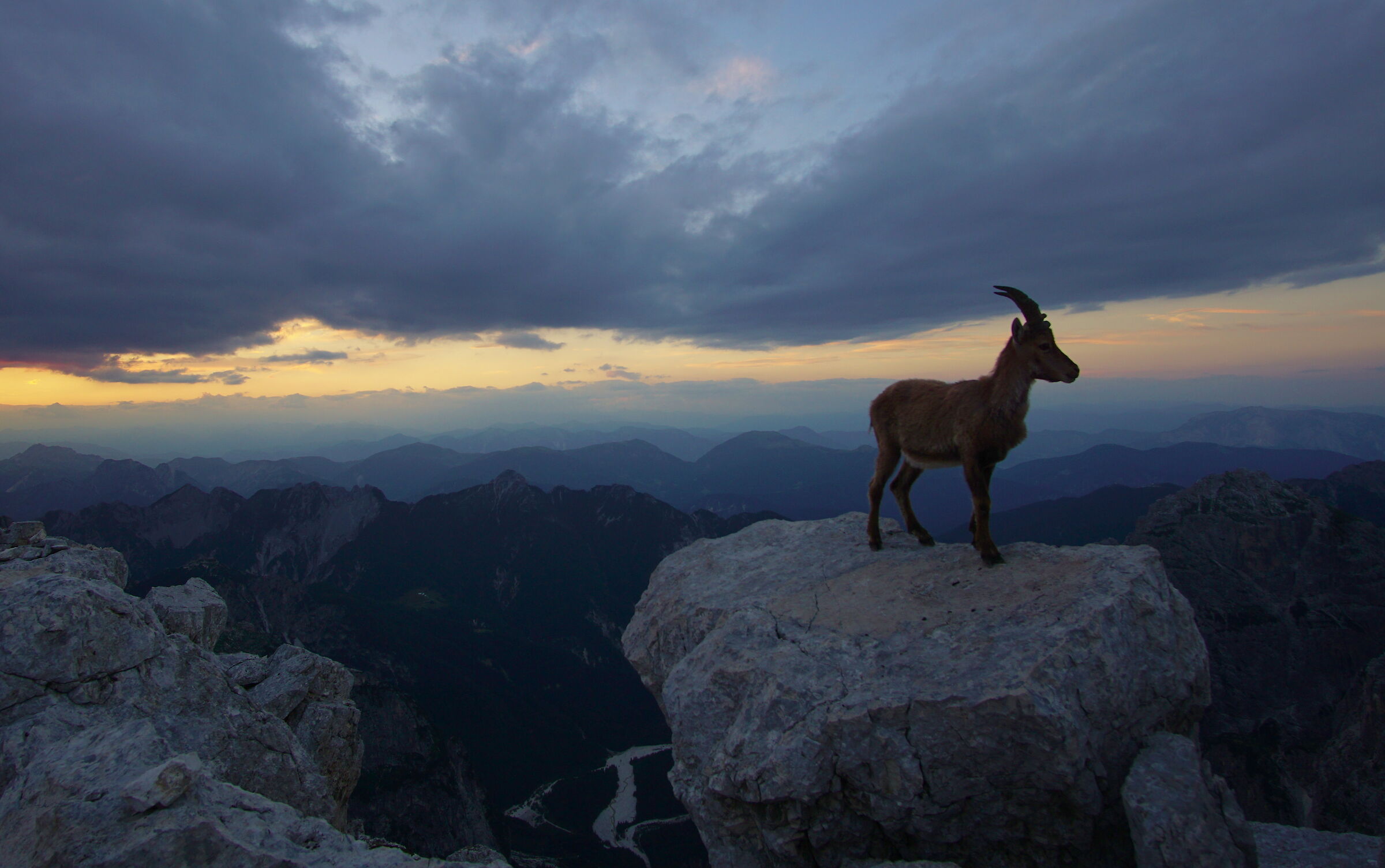 Ibex on the Foronon del Buinz