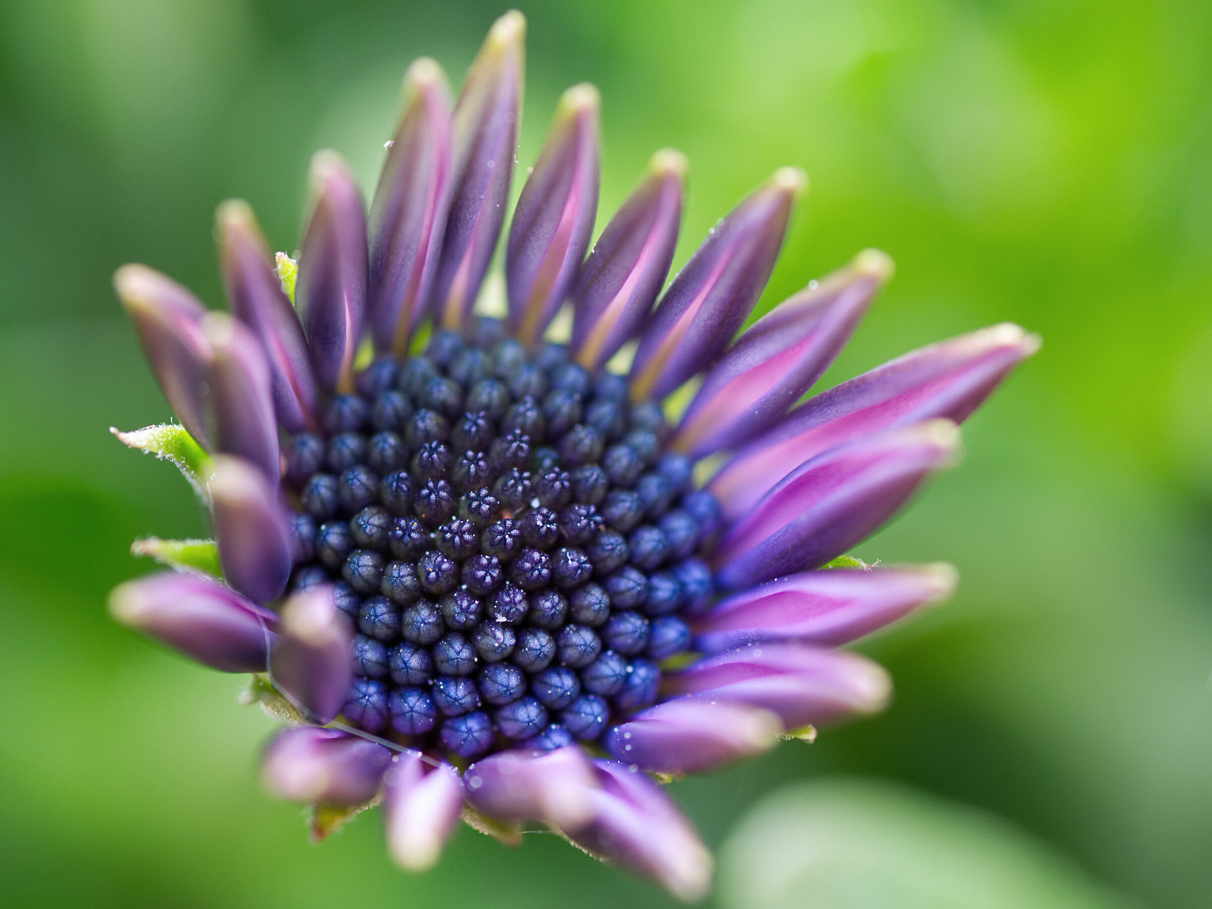 Giovani margherite crescono