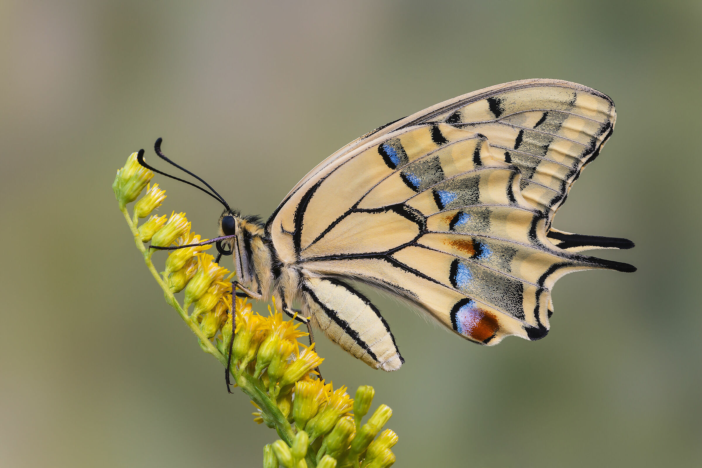 Swallowtail
