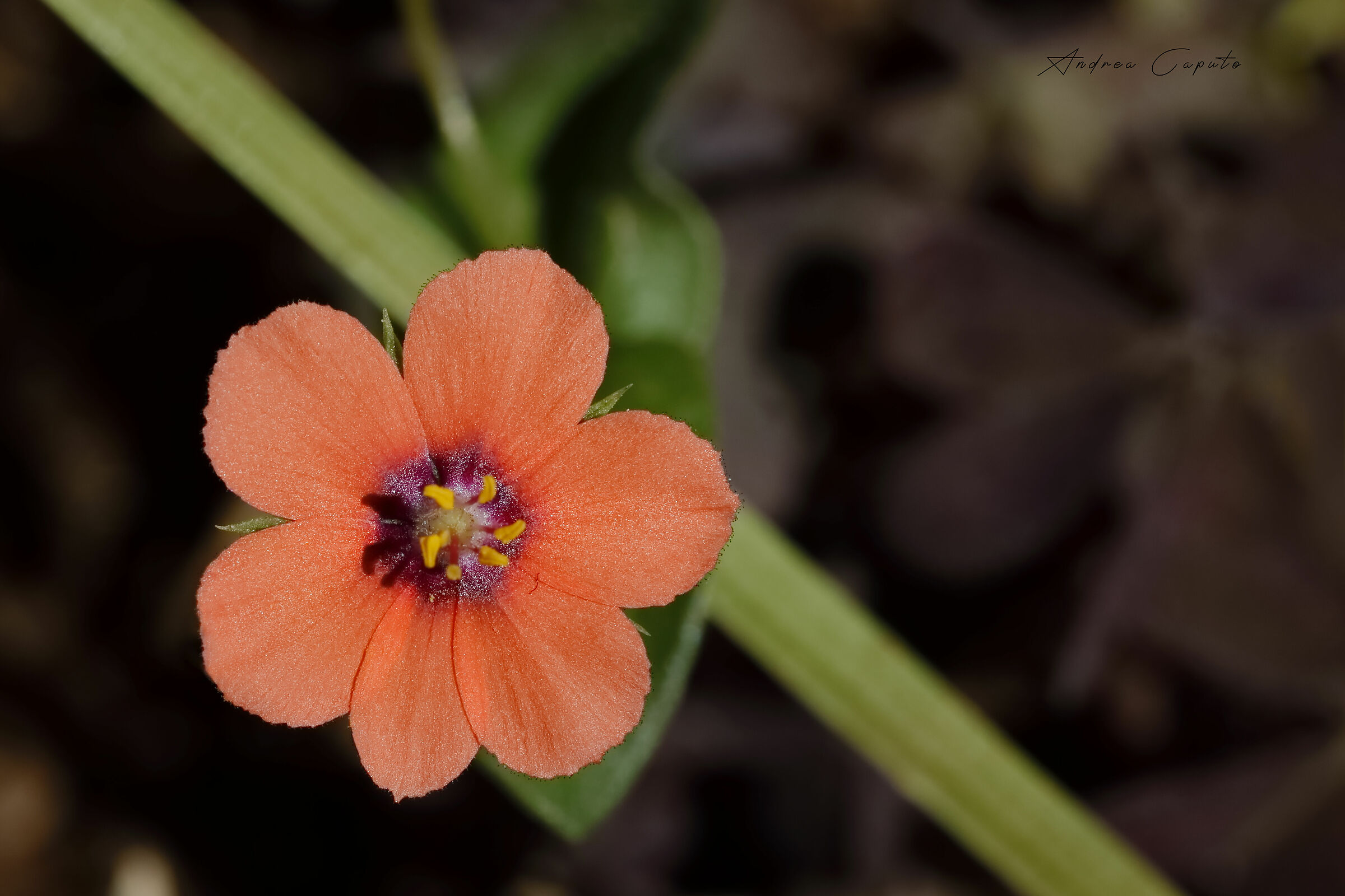 Non ti scordar di me  - Garden House