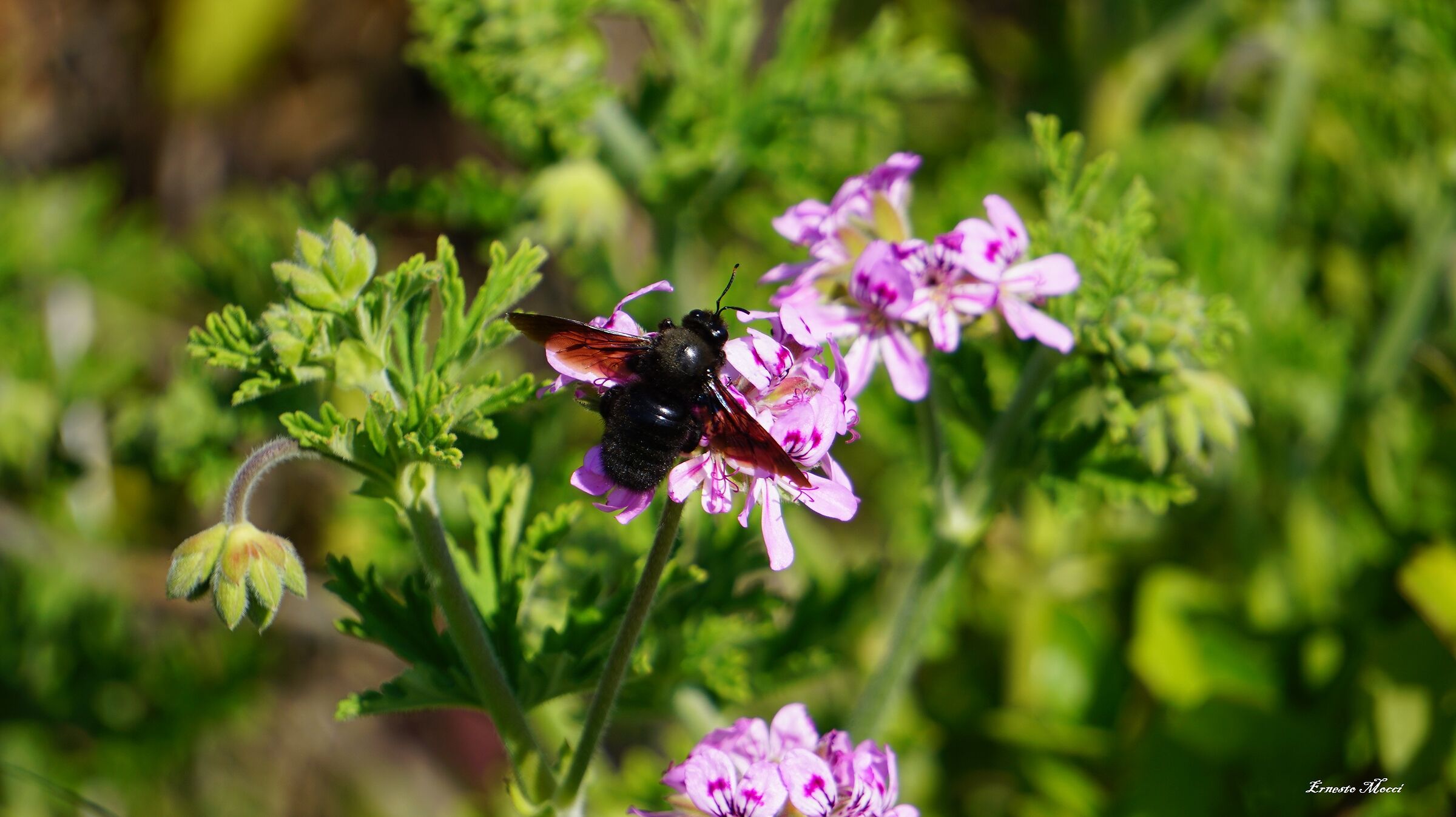 Xylocopa Violacea