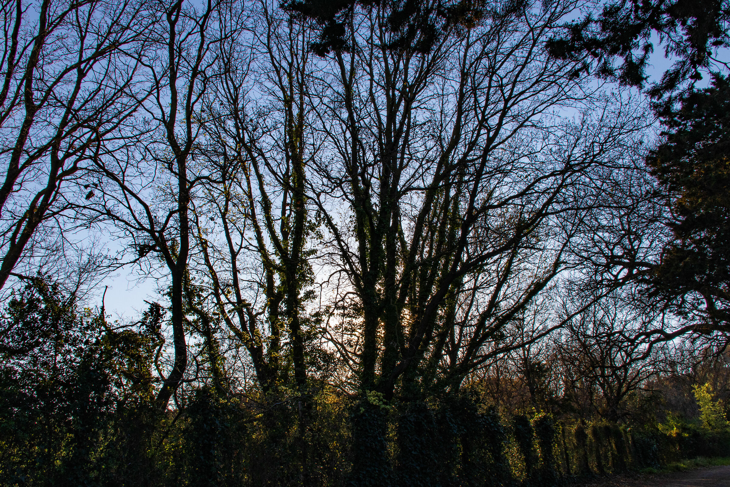 Passeggiata nel bosco