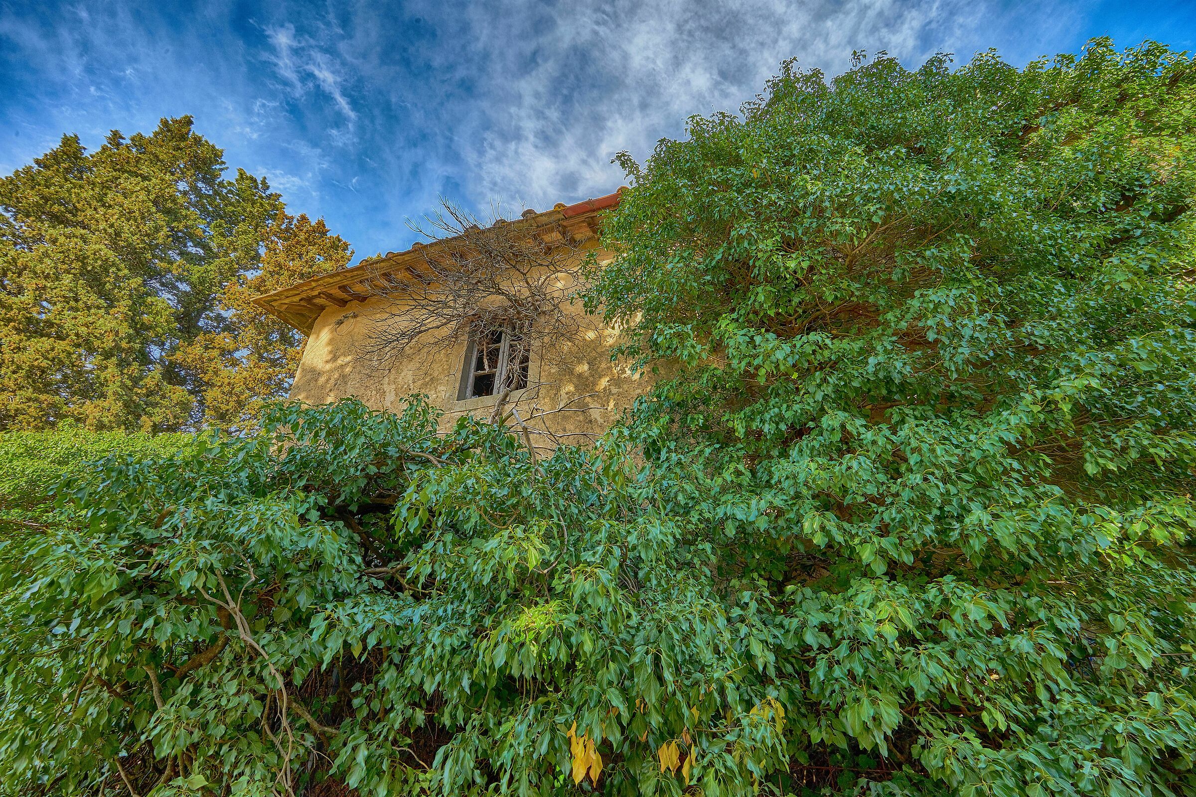Un albero alla finestra