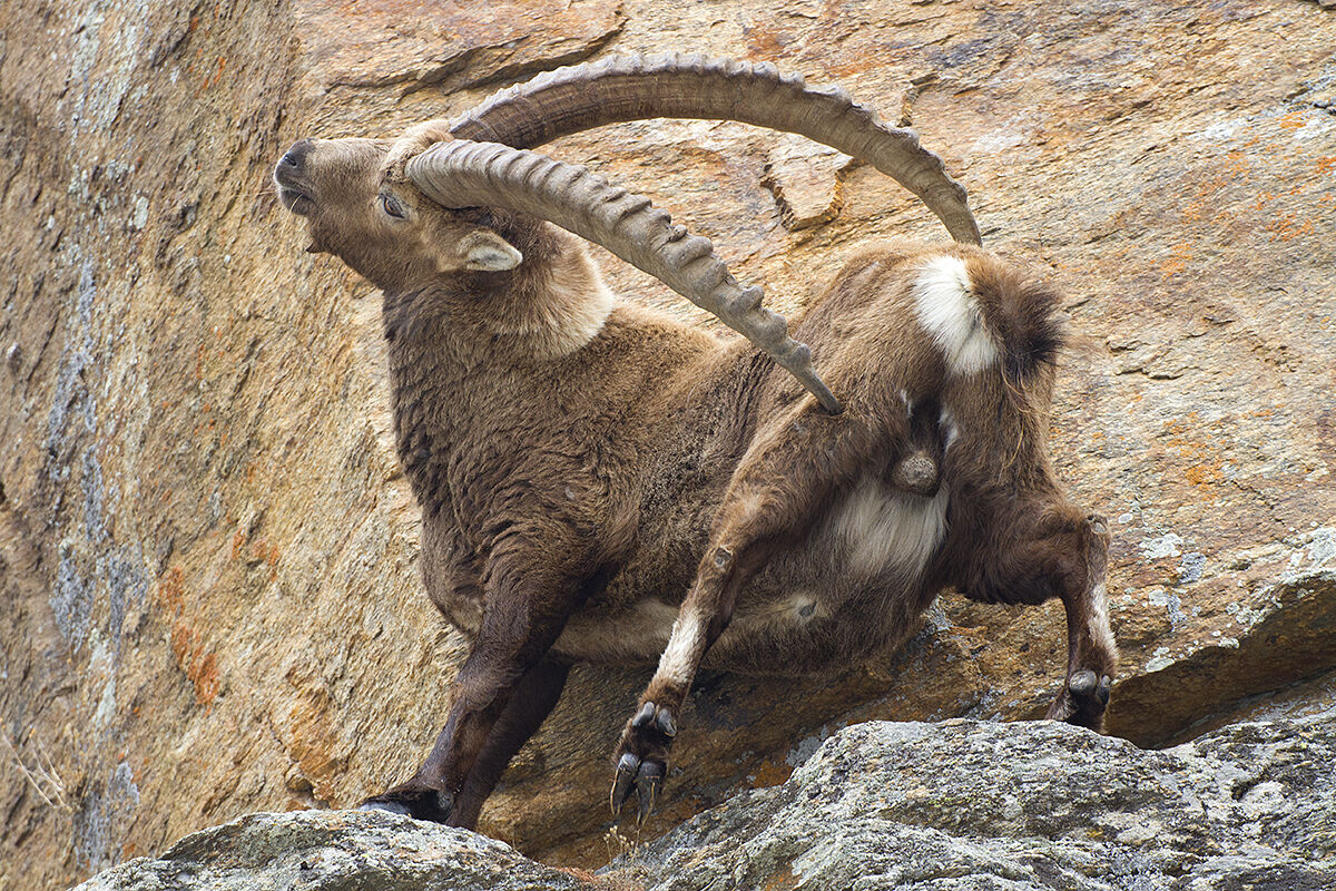 Stambecco - Grattatina