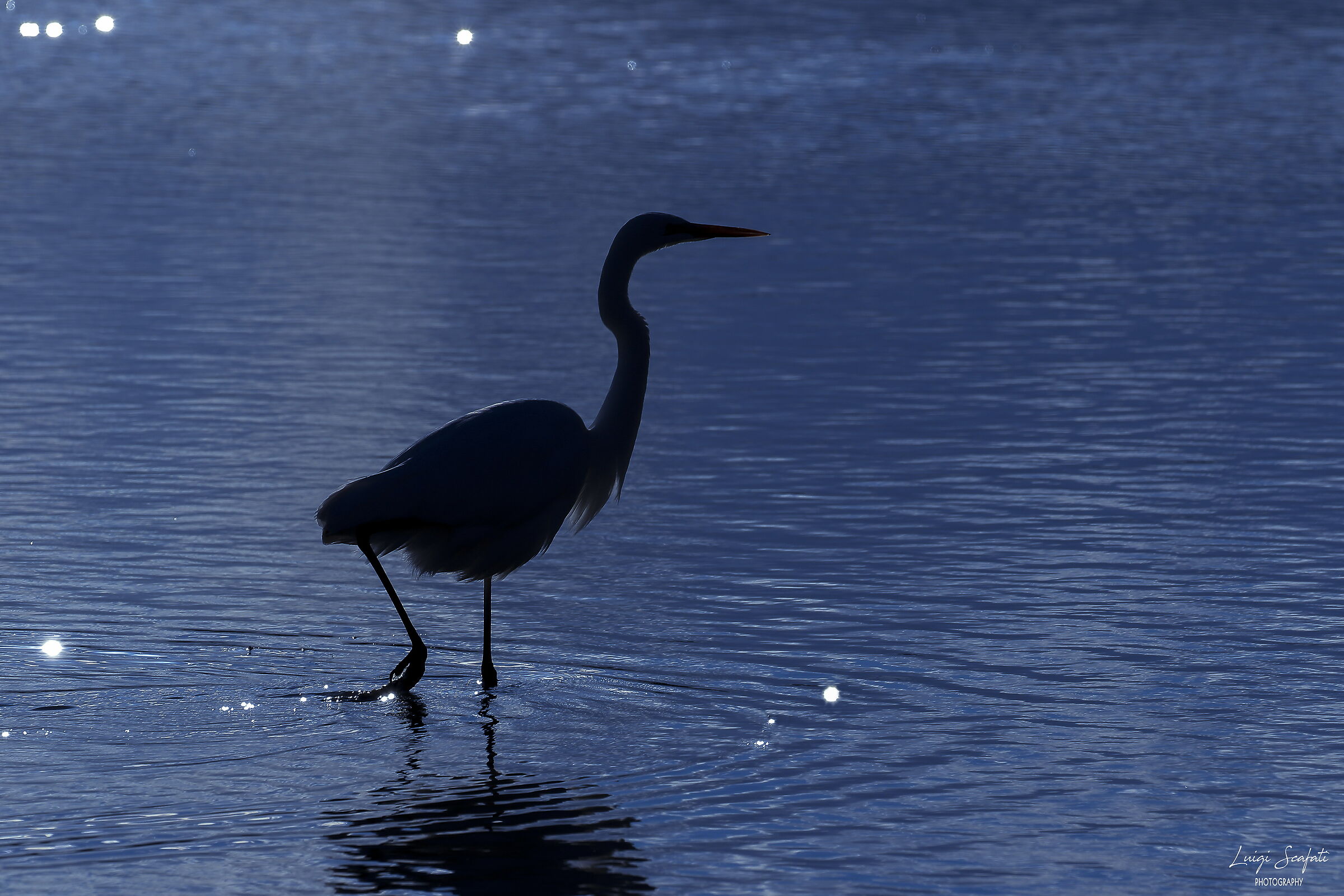 White Heron "Among the stars"
