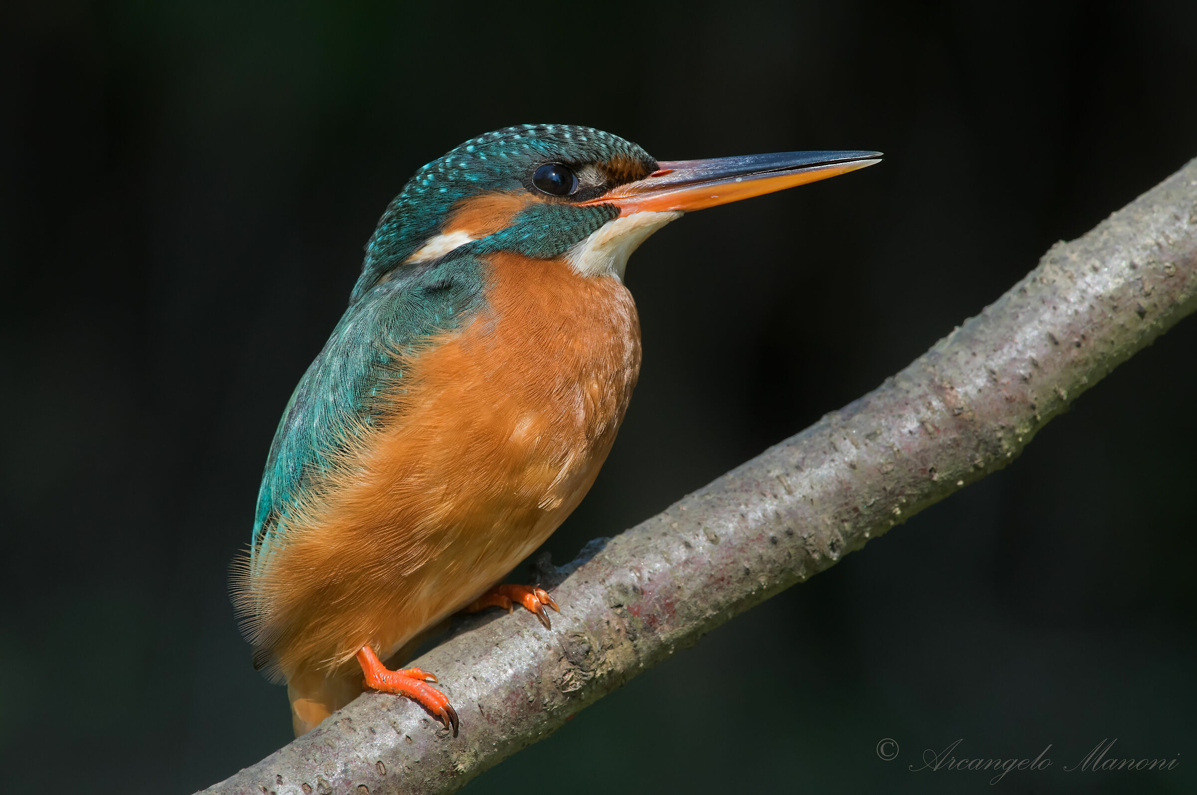 A beautiful girl from Martino