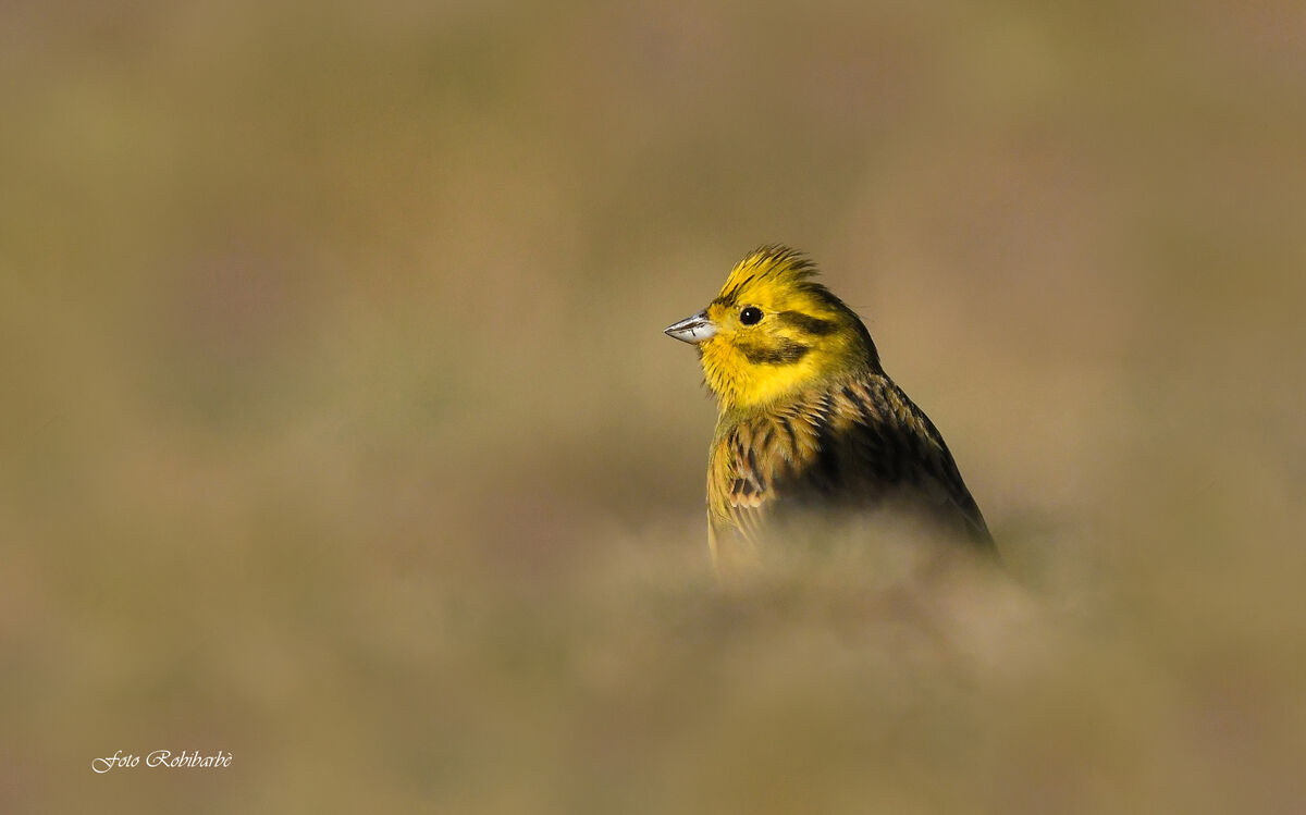 Yellowhammer...
