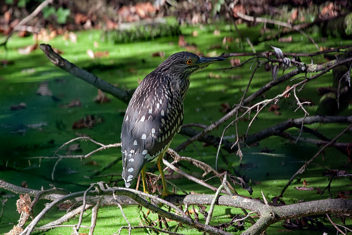 Nitticora Ambientata