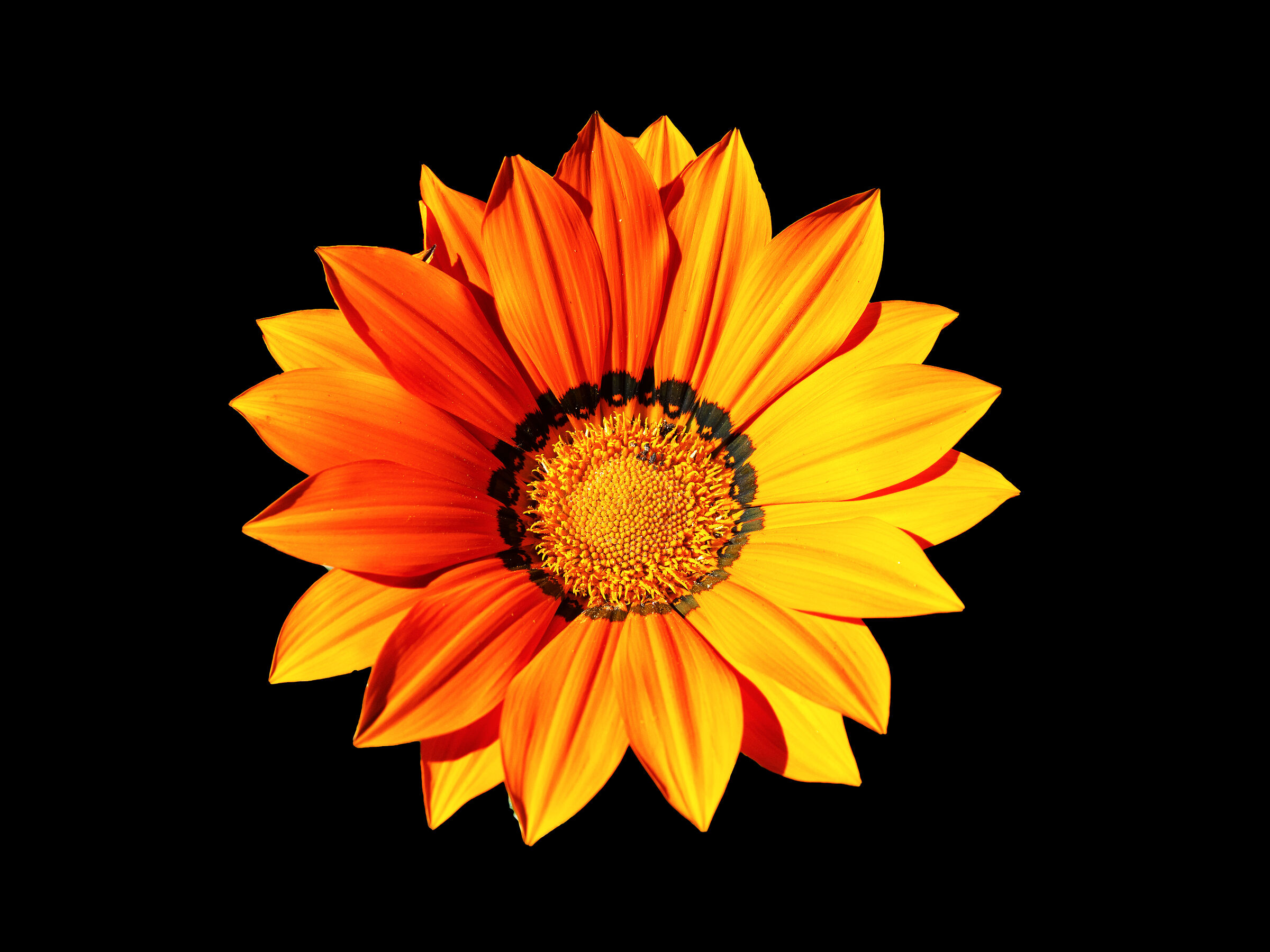 Orange flower