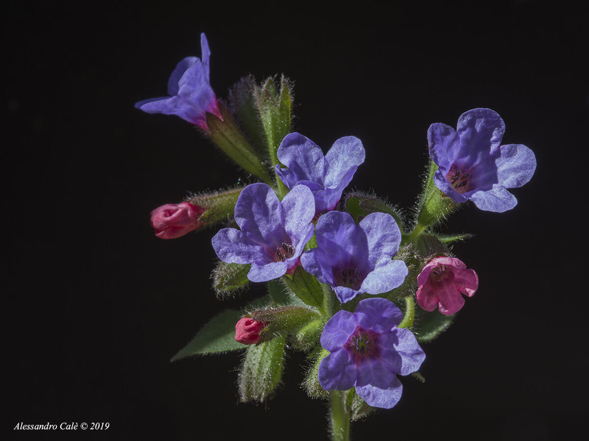 Pulmonaria officinalis (Major Pneumonia) 8516