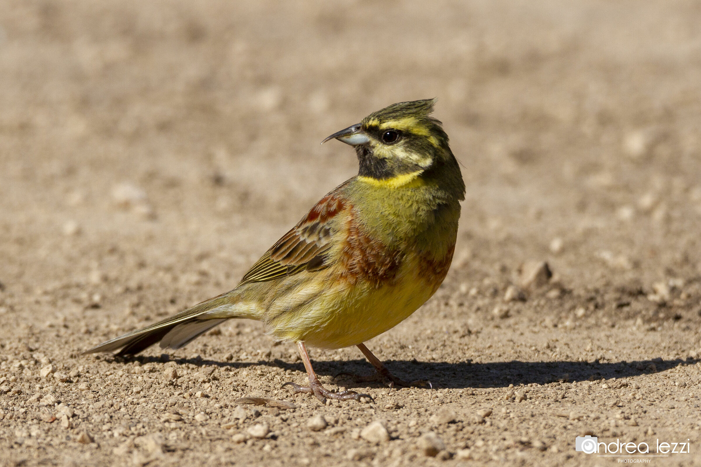 Zigolo Nero con becco superiore "anomalo"