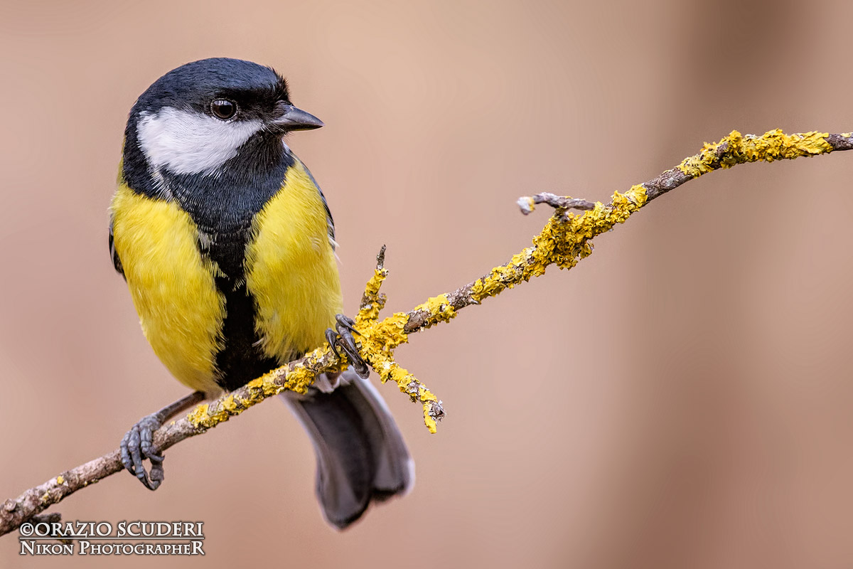 Parus major