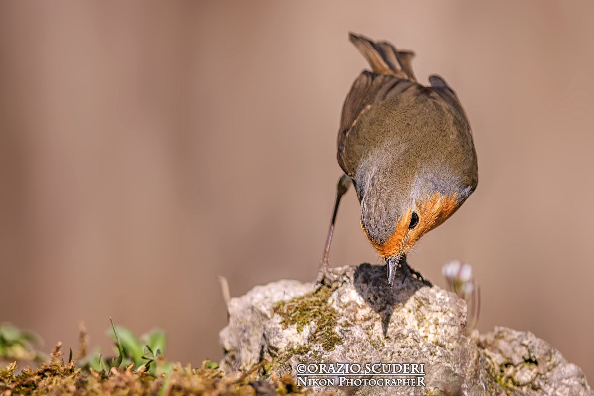 Erithacus Rubecula