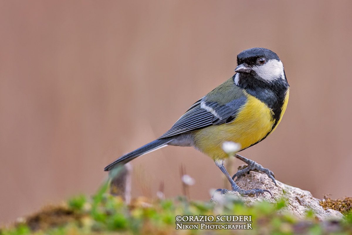 Parus major