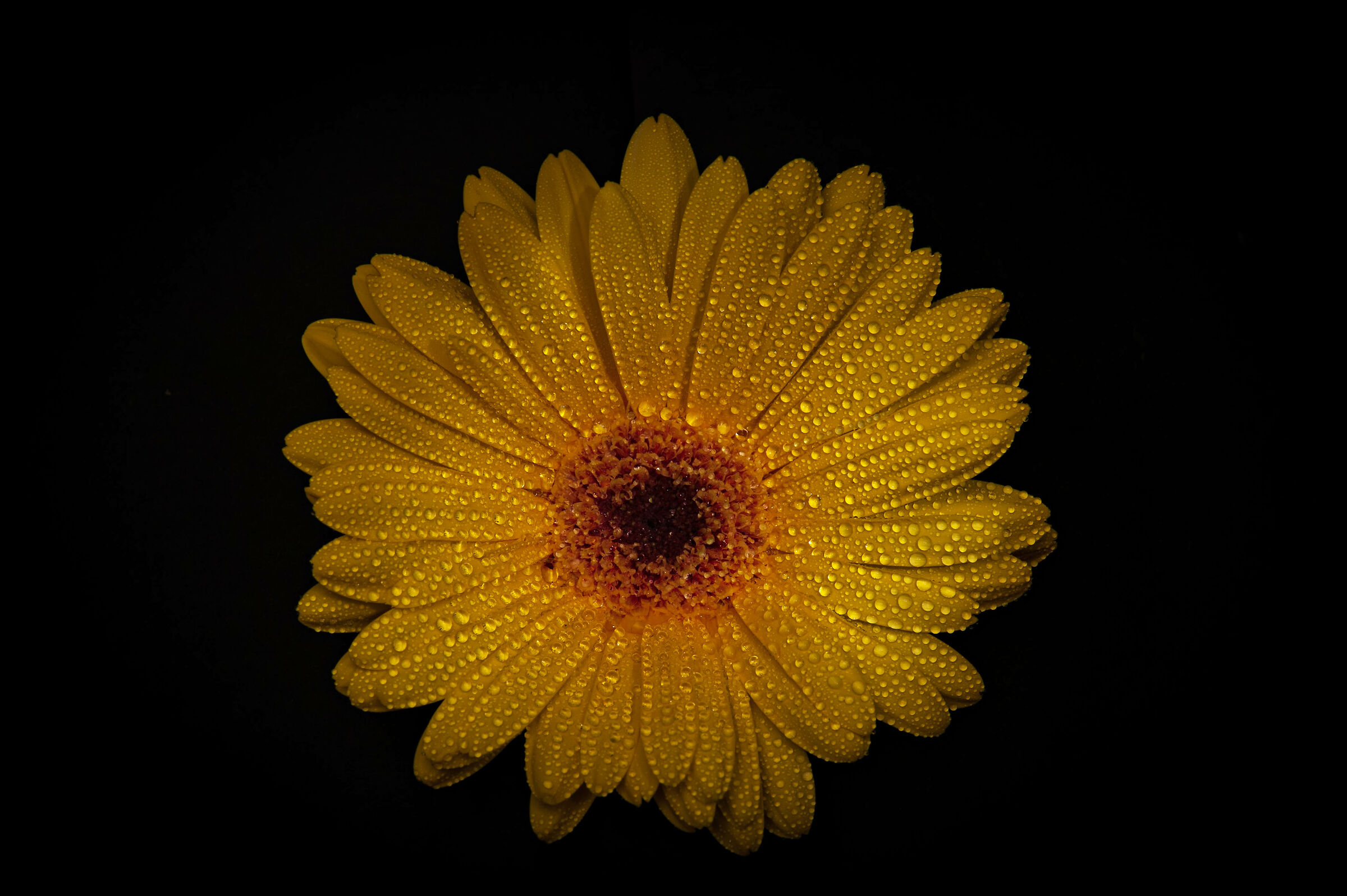 Gerbera gialla