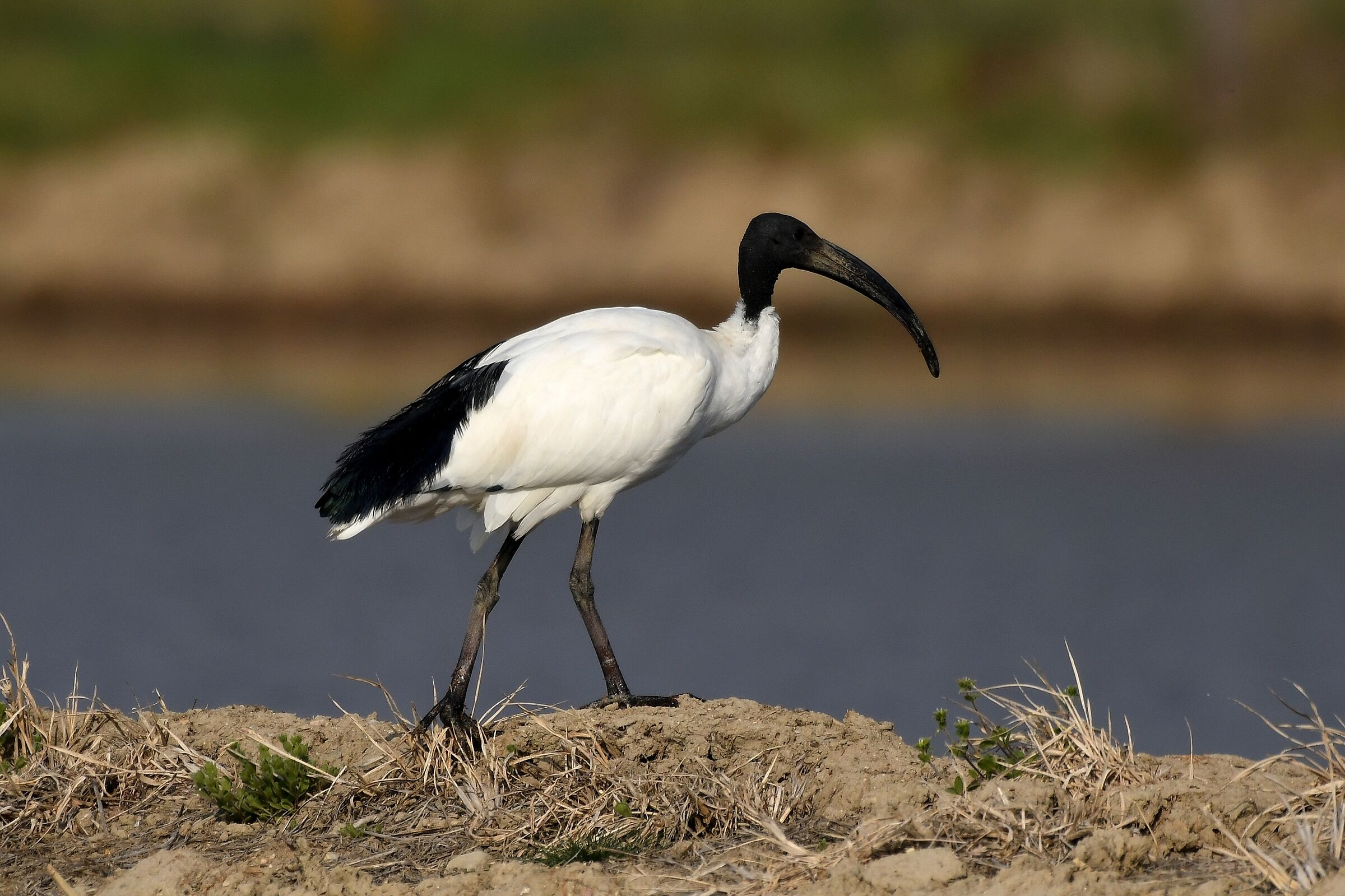 Threskiornis aethiopicus