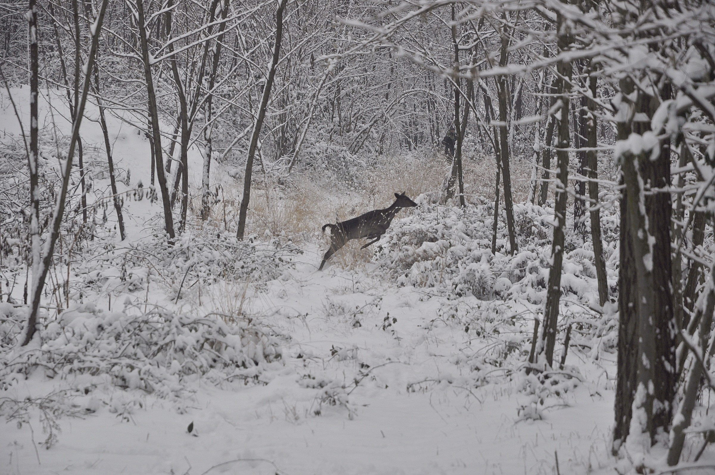 Deer in the snow