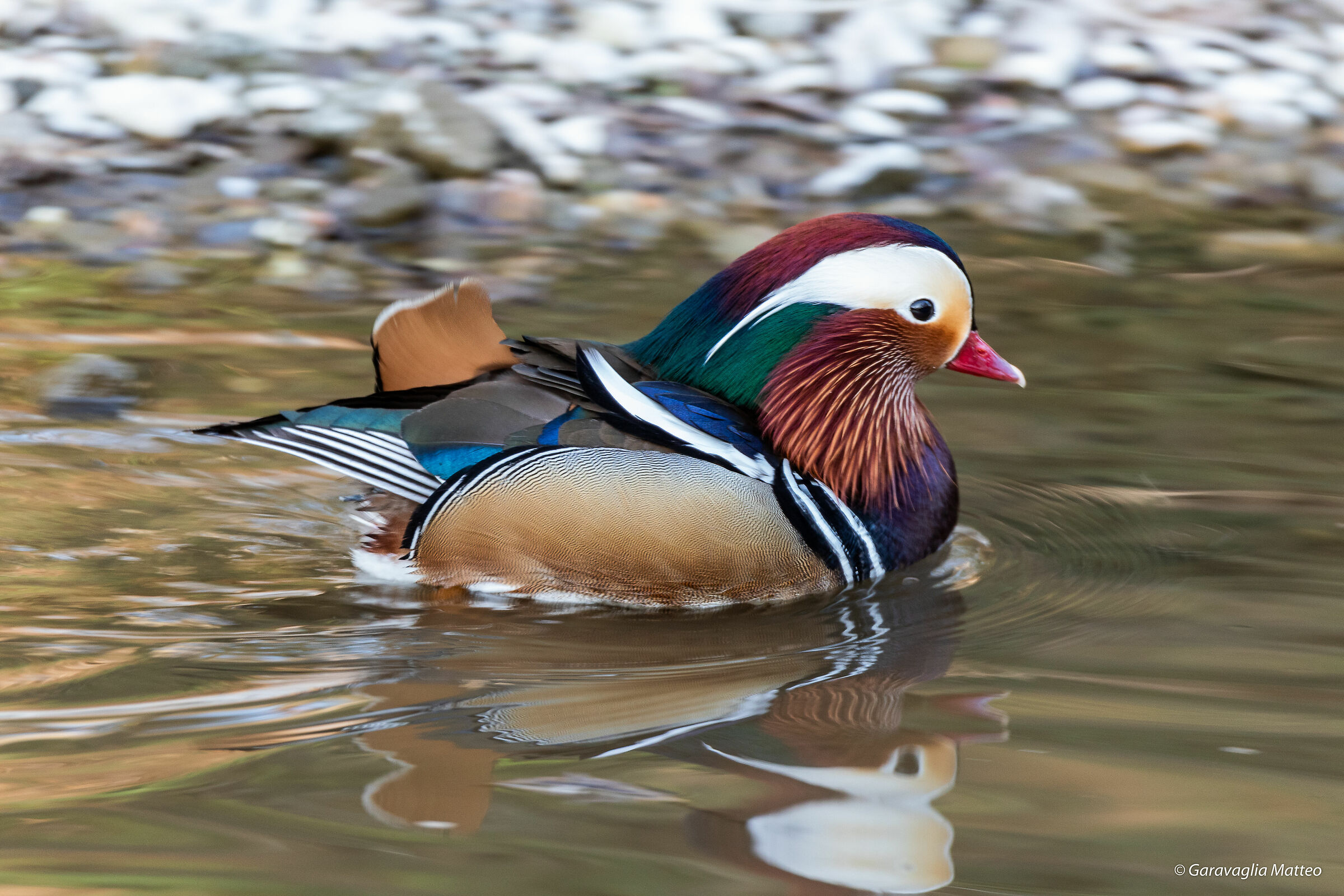 Panning Mandarin Duck