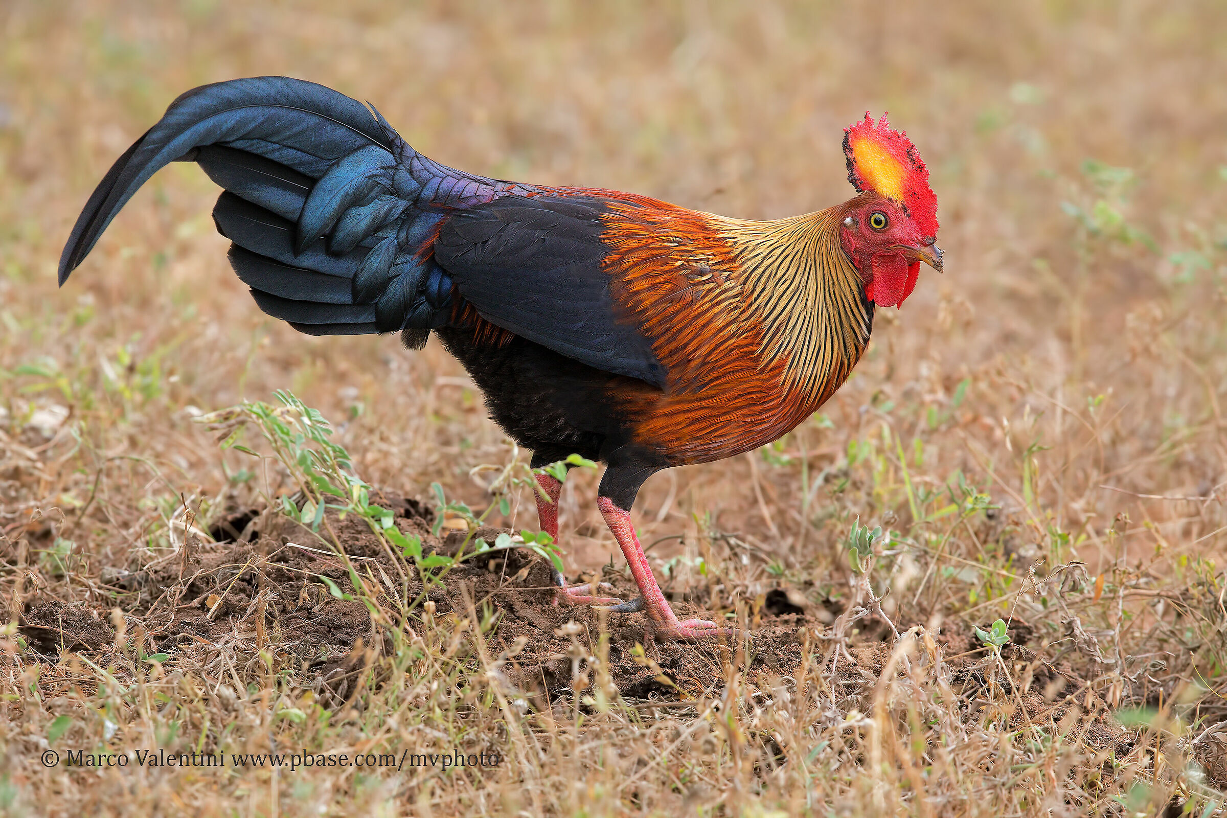 All the colors of the rooster
