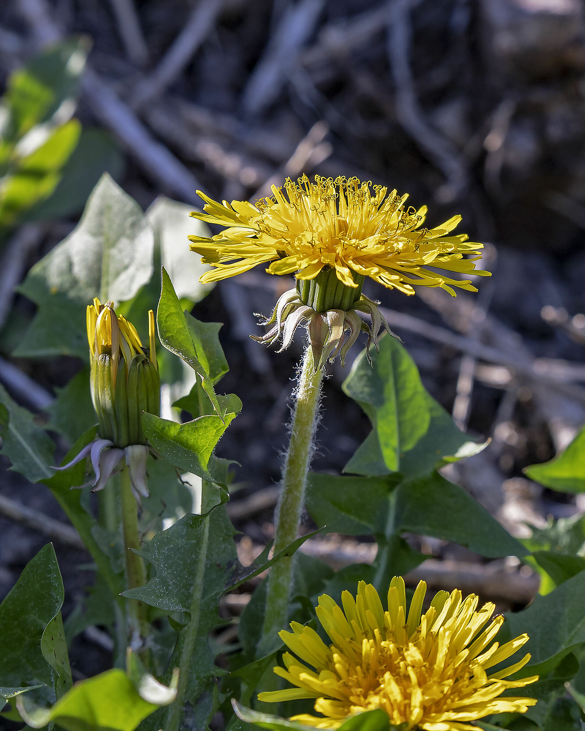 Dandelion