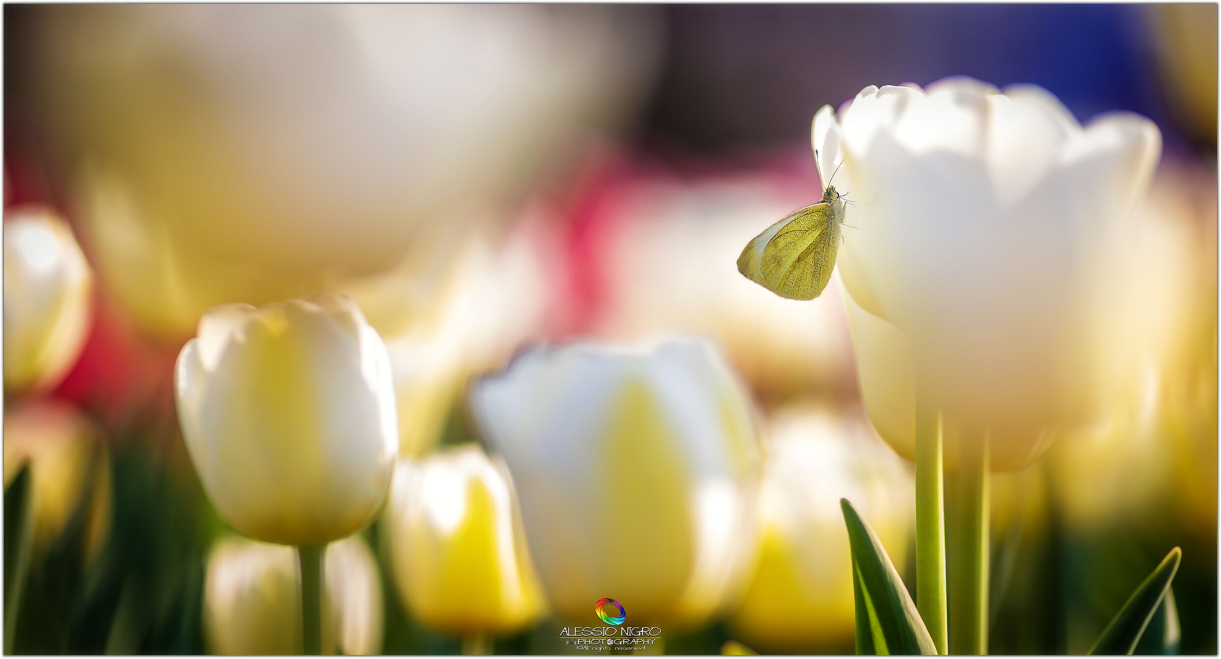 Inseguendo una "libellula" in un prato...