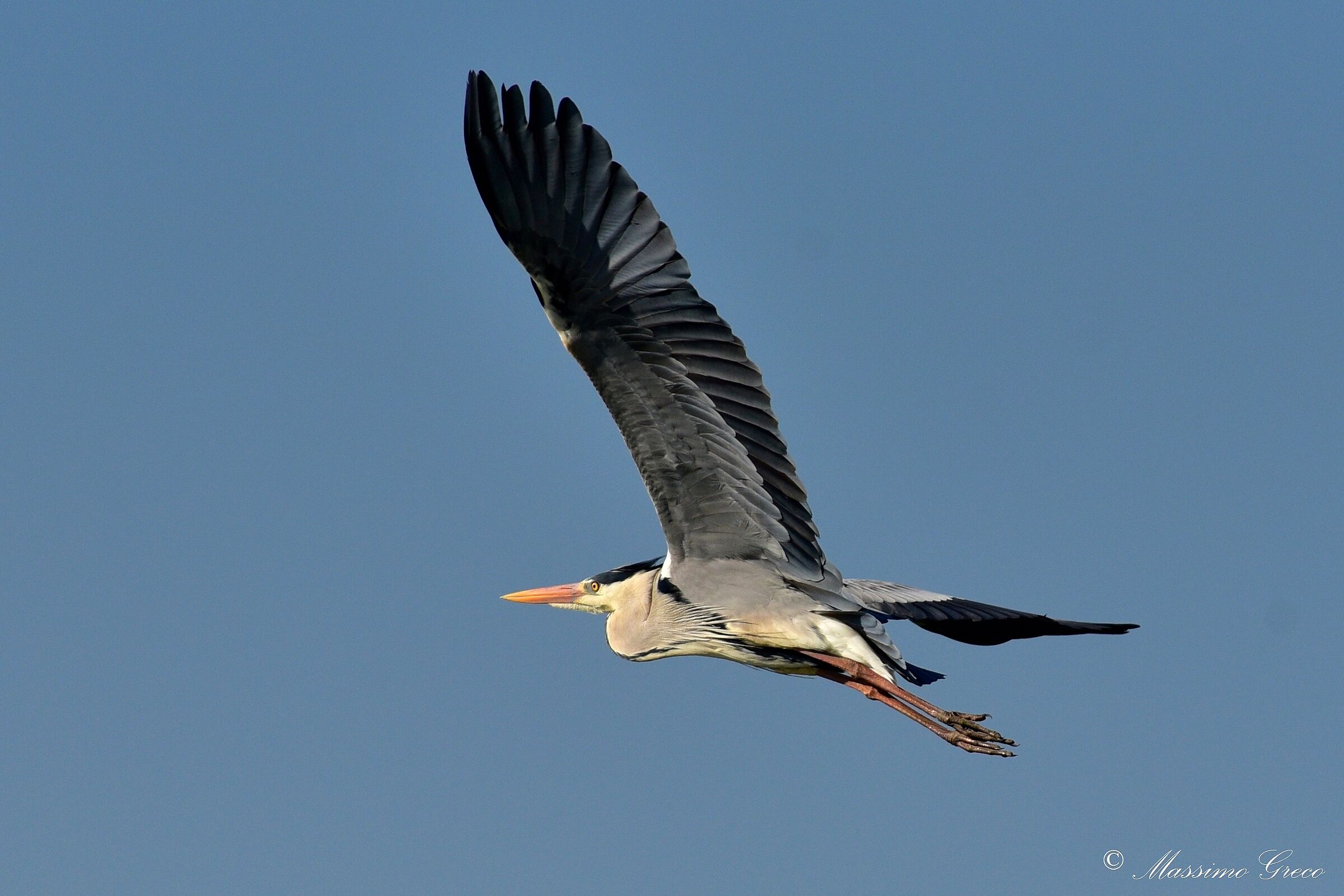 Grey Heron