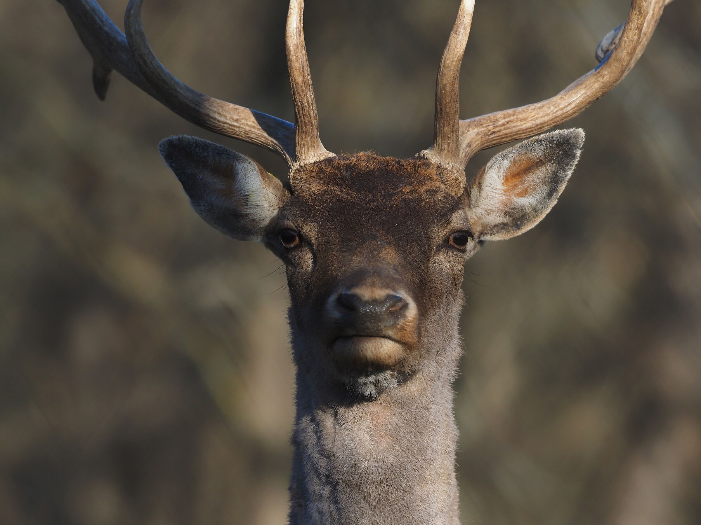 Deer Park of Monte Fuso