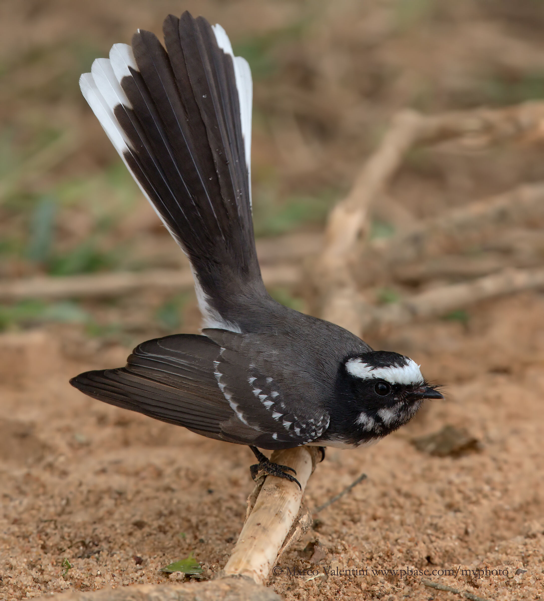 White-browed Fantail