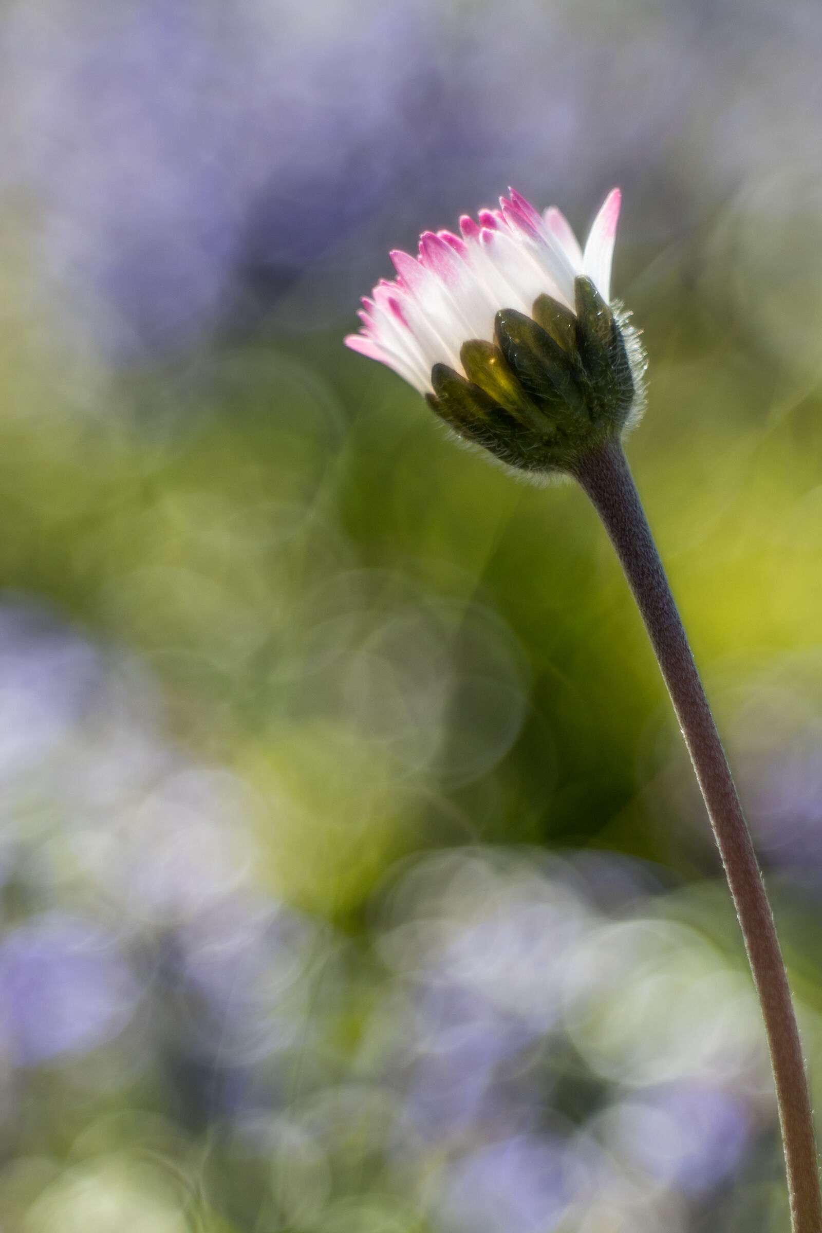 Prime prove con Domiplan 50