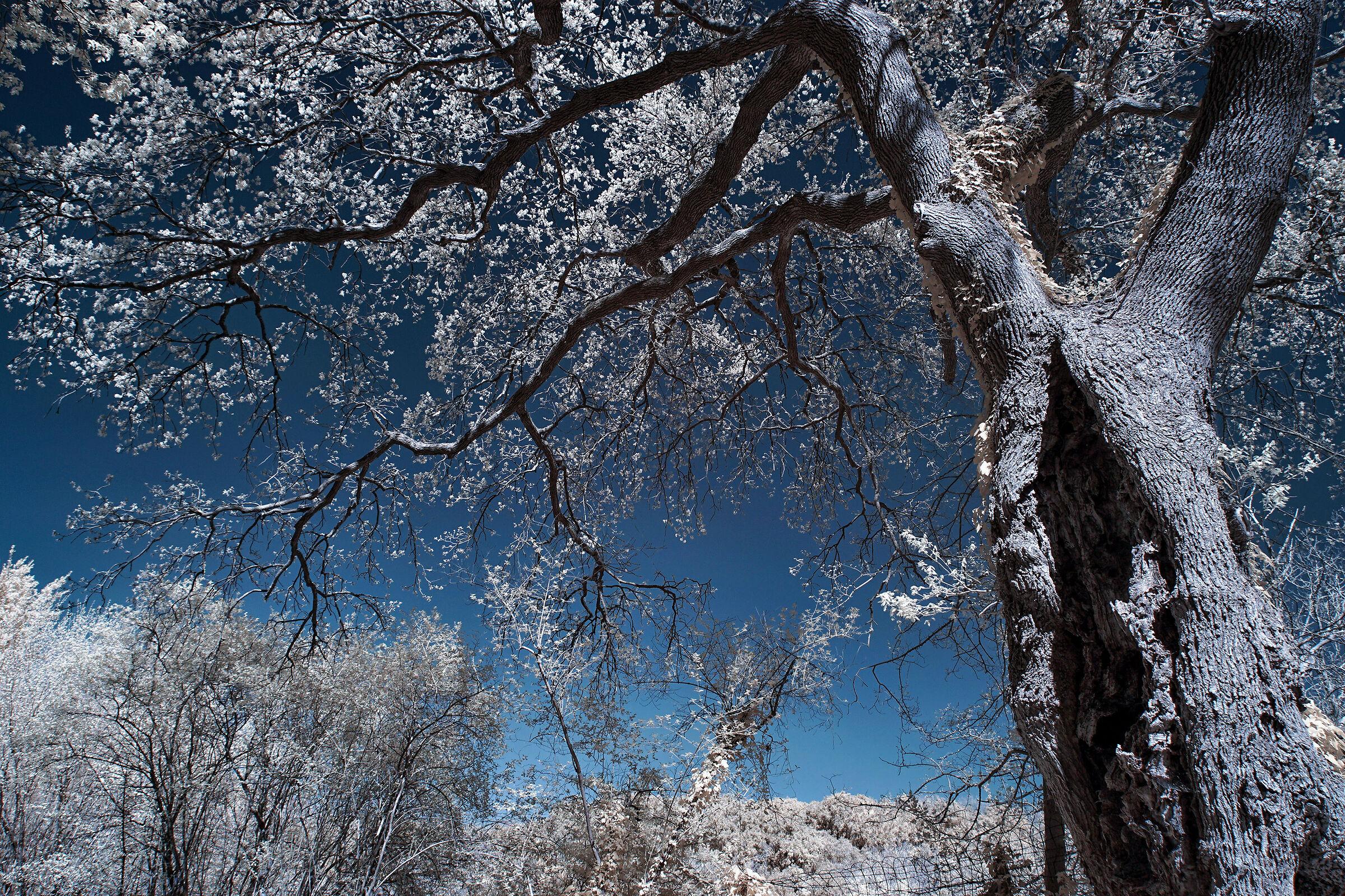 Guardian tree