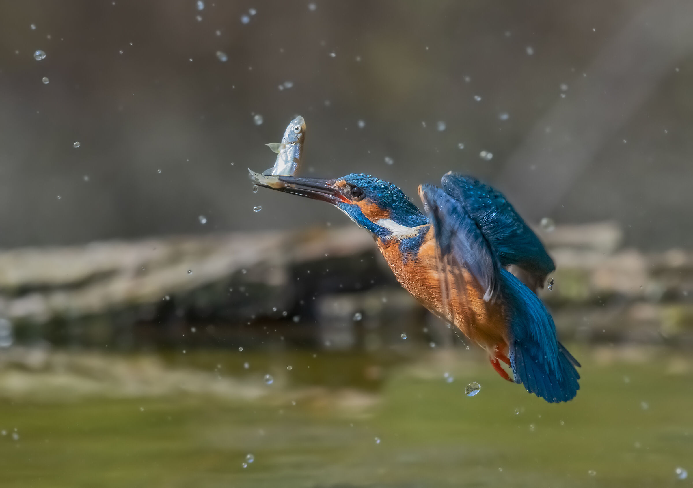 Return of the Martino