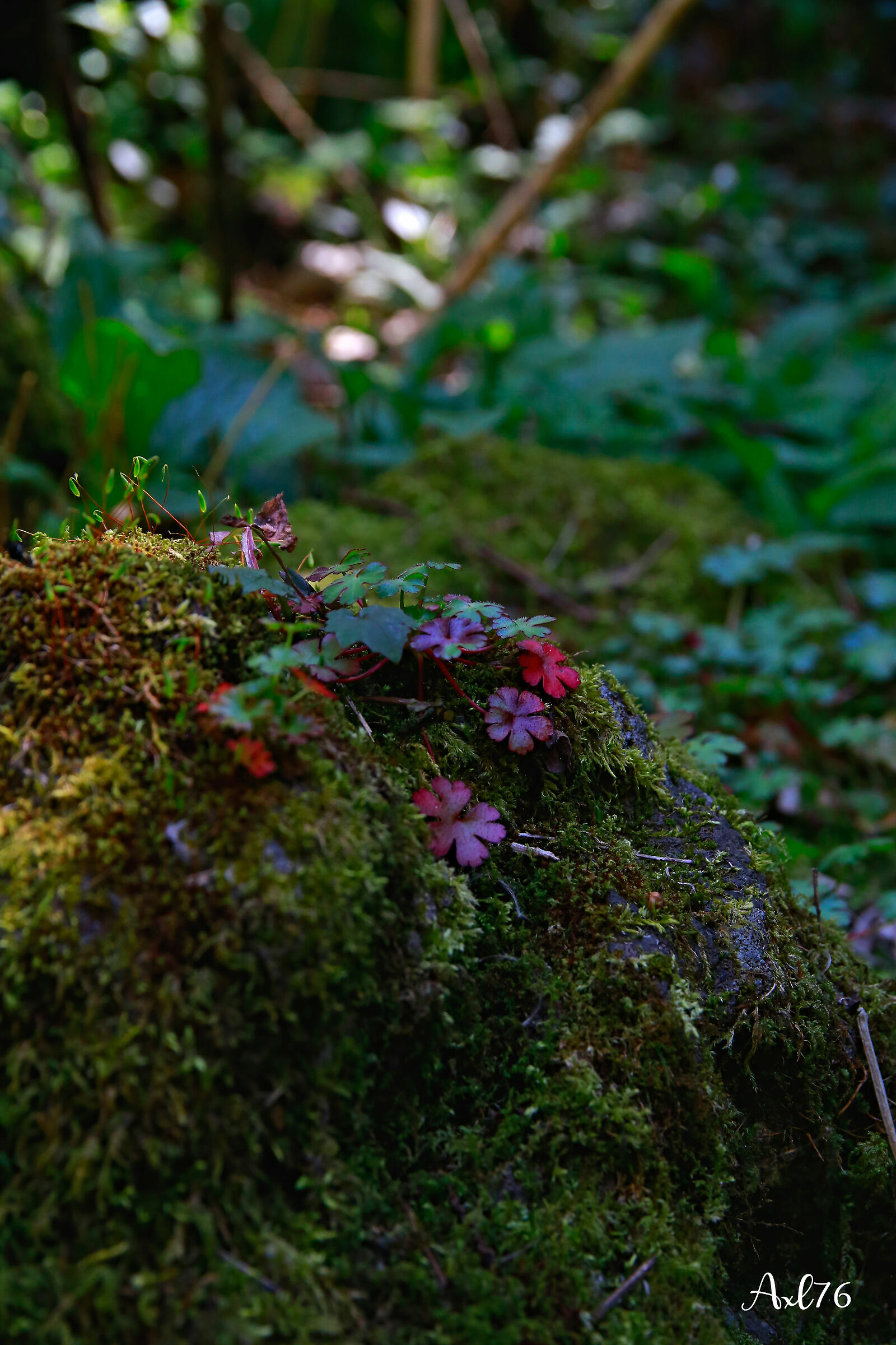 The Wonders of Nature