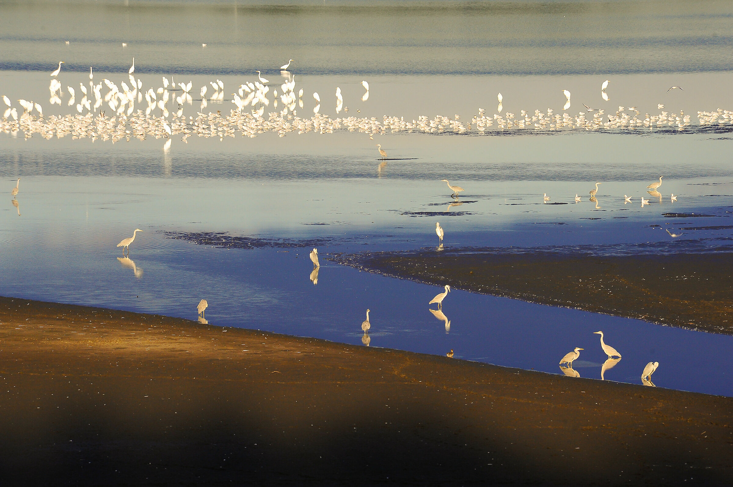 La valle di Baryczy, Polonia