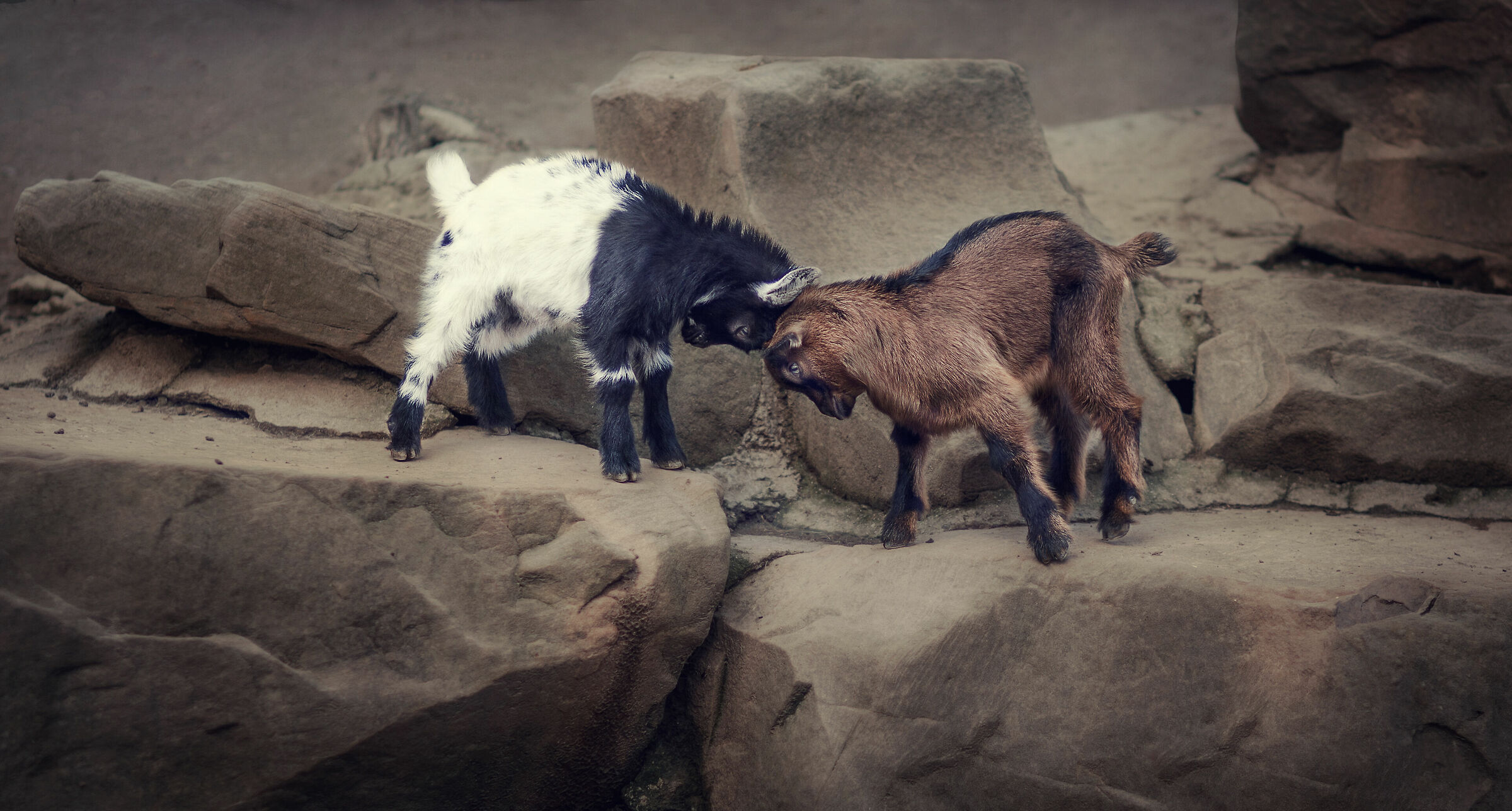 attacco bianco e nero
