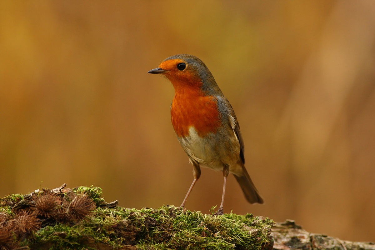 Pettirosso sull'Attenti!!