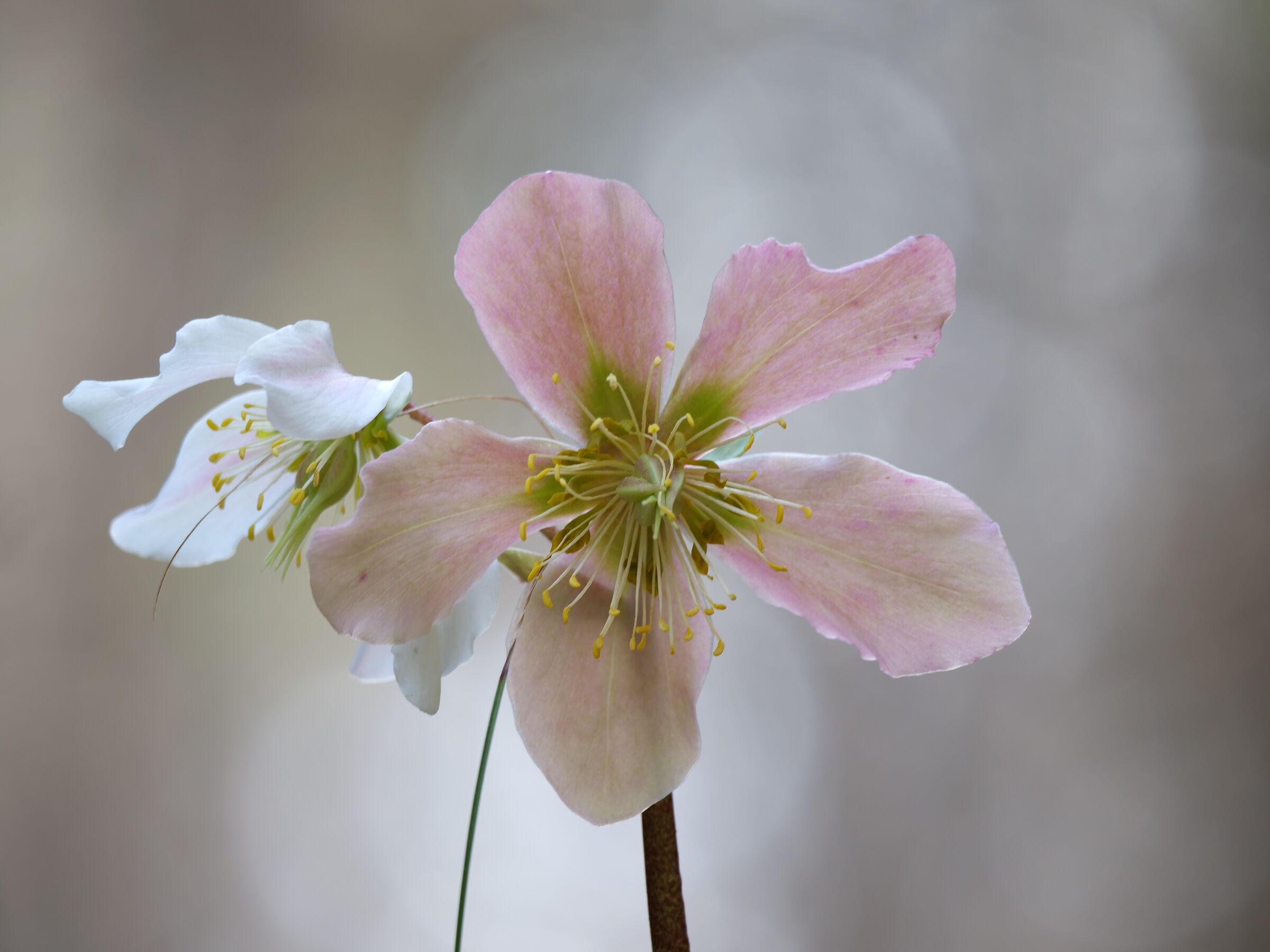 White Helleborus (Niger)