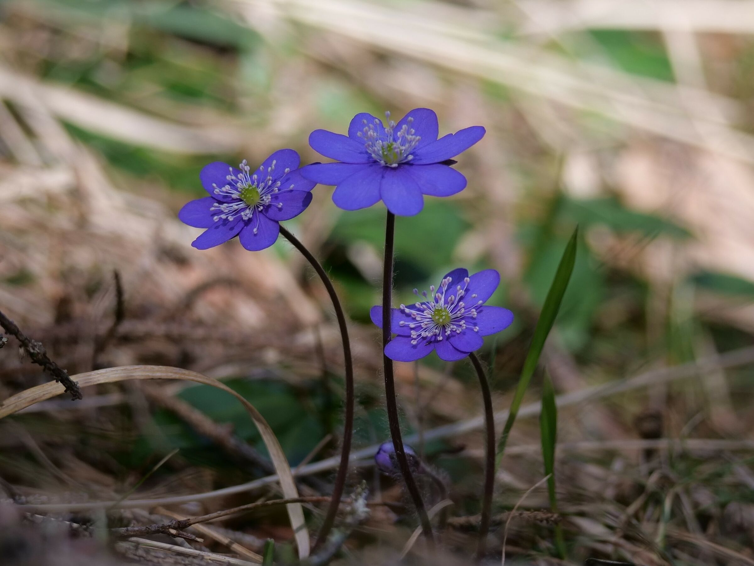 Trinity Herb (Hepatica nobilis = Sin. Anemone hepatica))