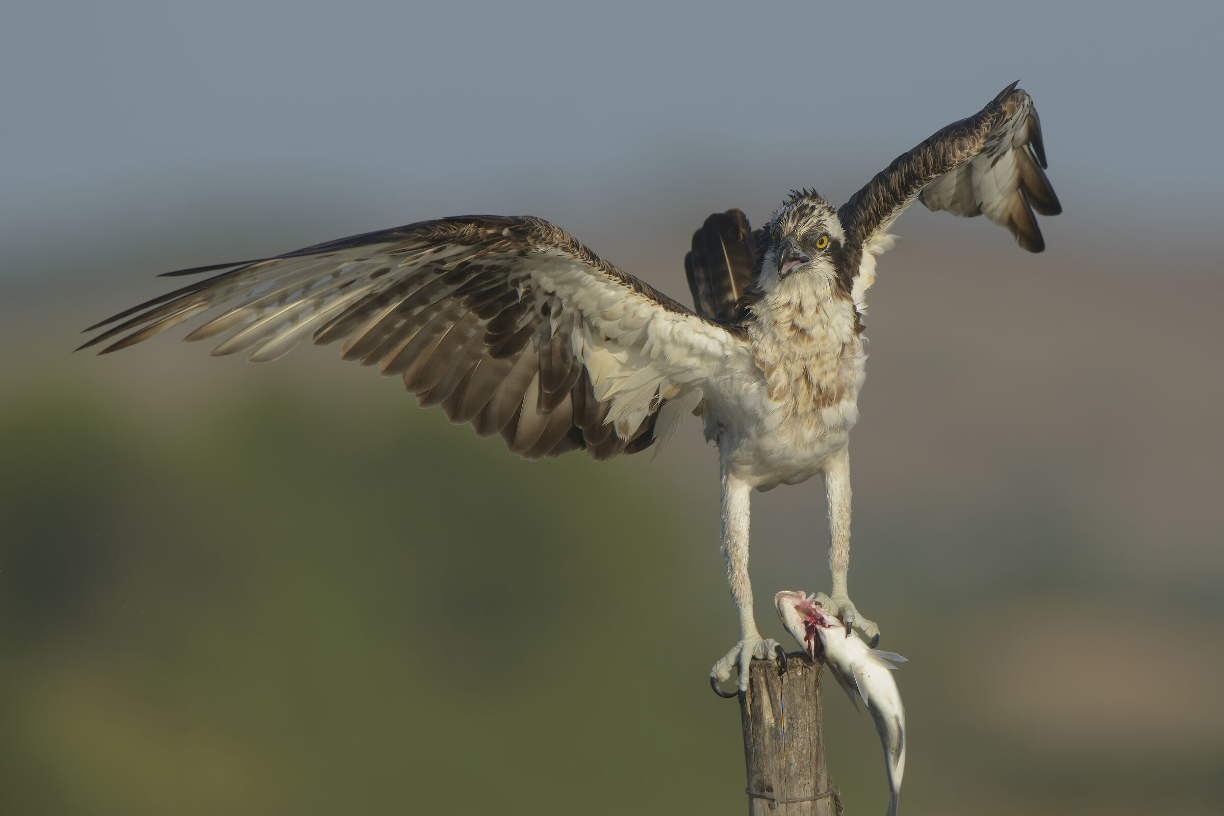 il 'pescatore' e l'orata
