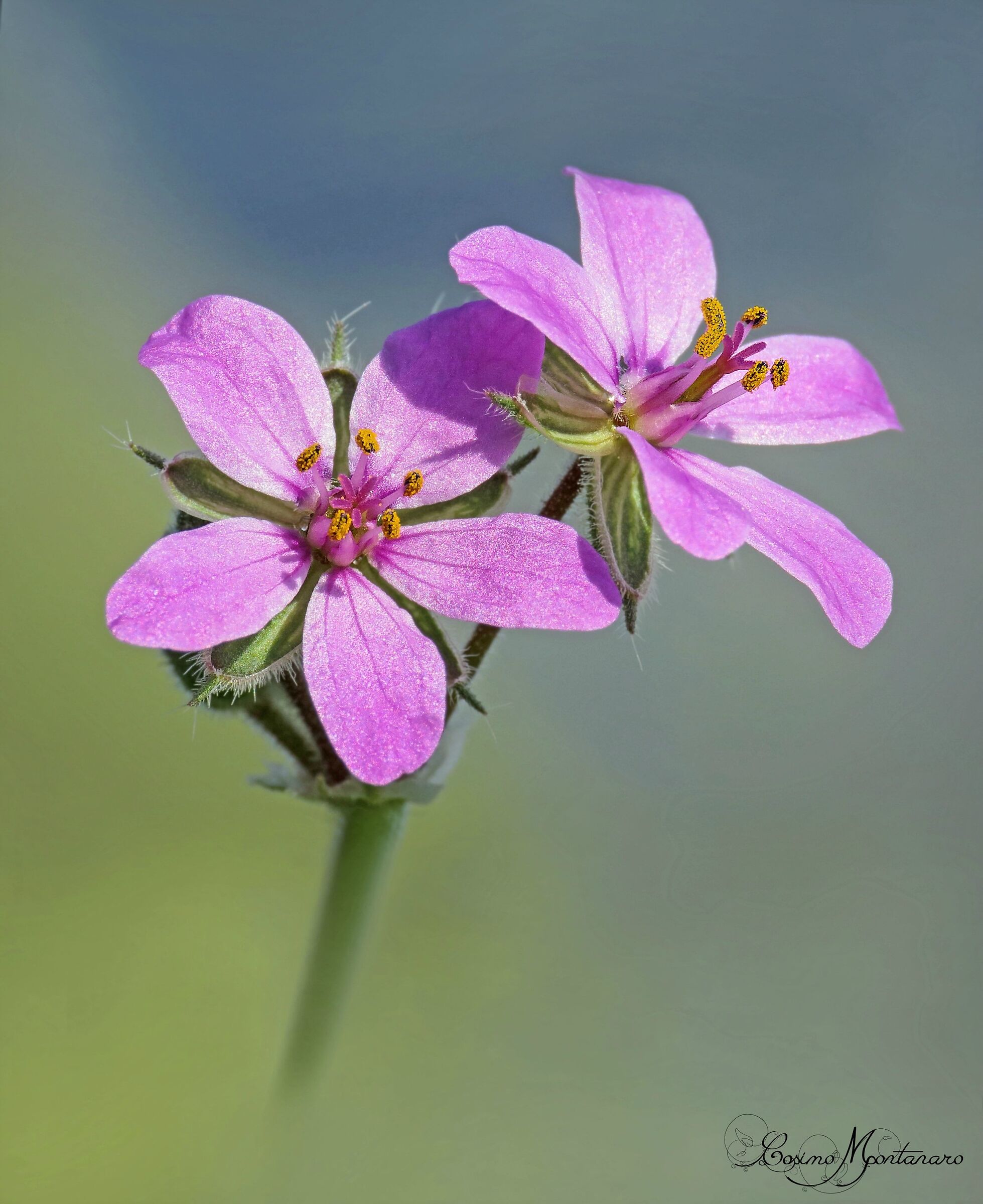 Erodium Opuntia