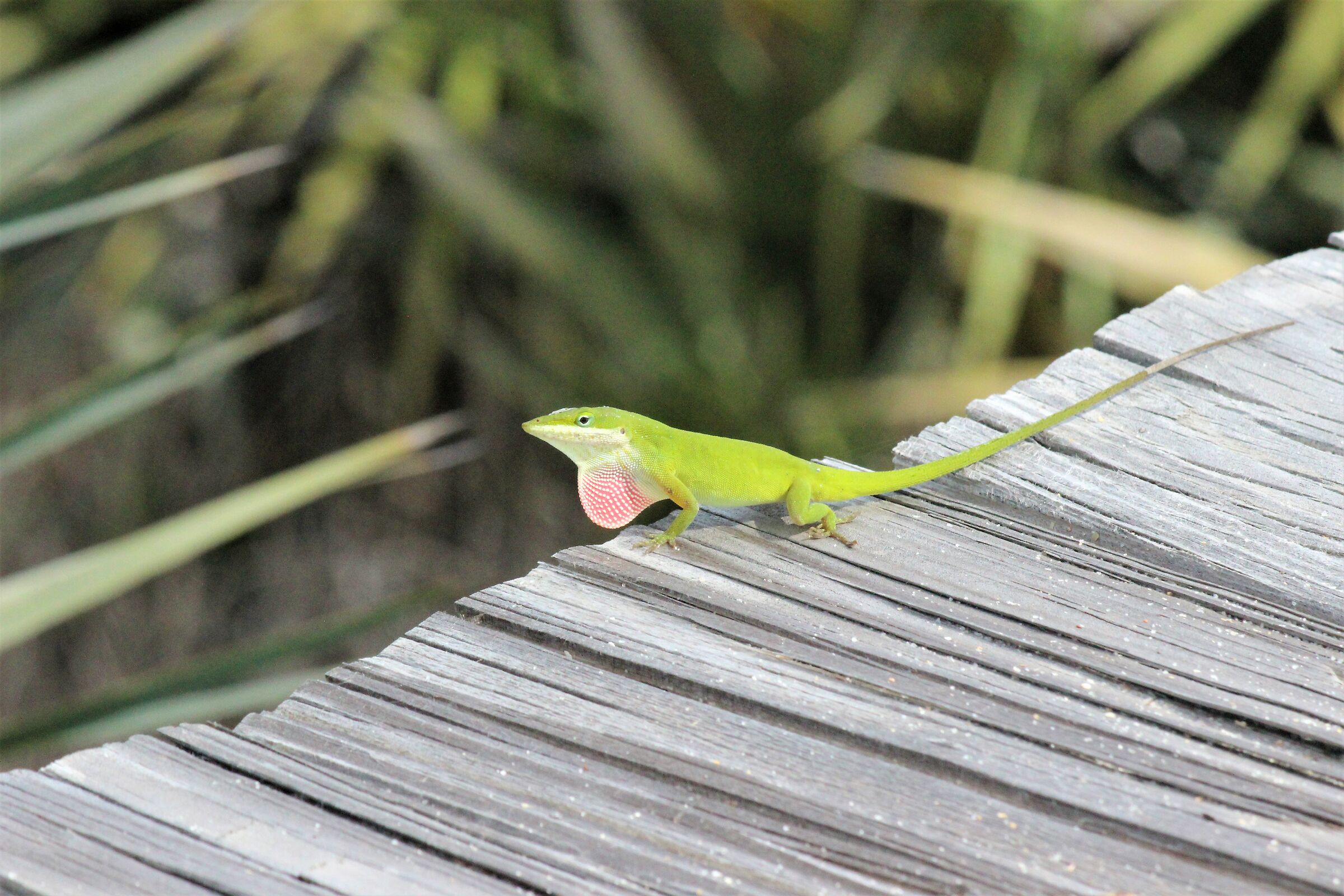 The mating season is open-green Anolis-Florida