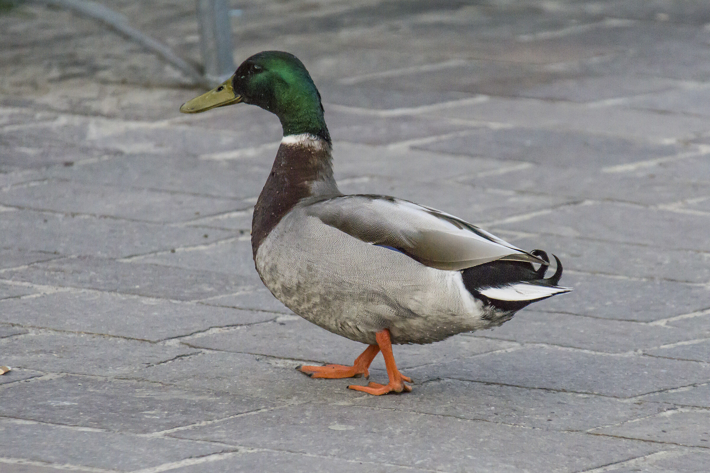 Wednesday 28 March 2019, 18:22