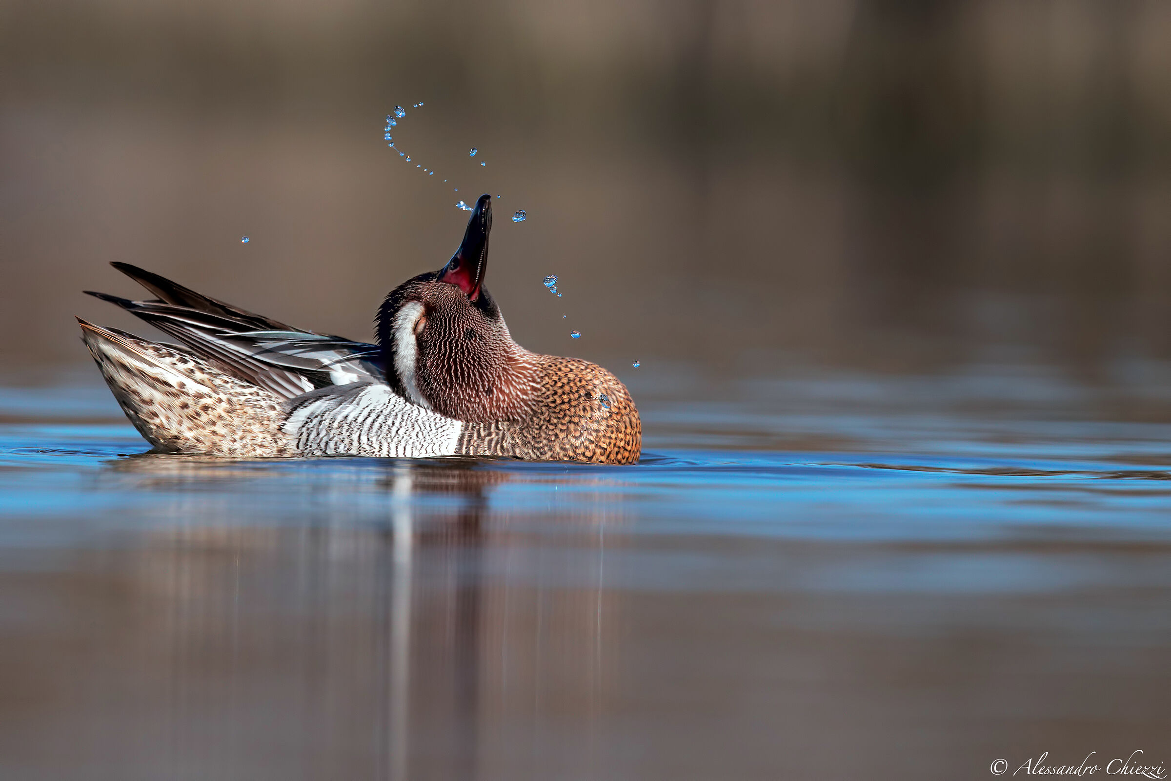 A vain Garganey