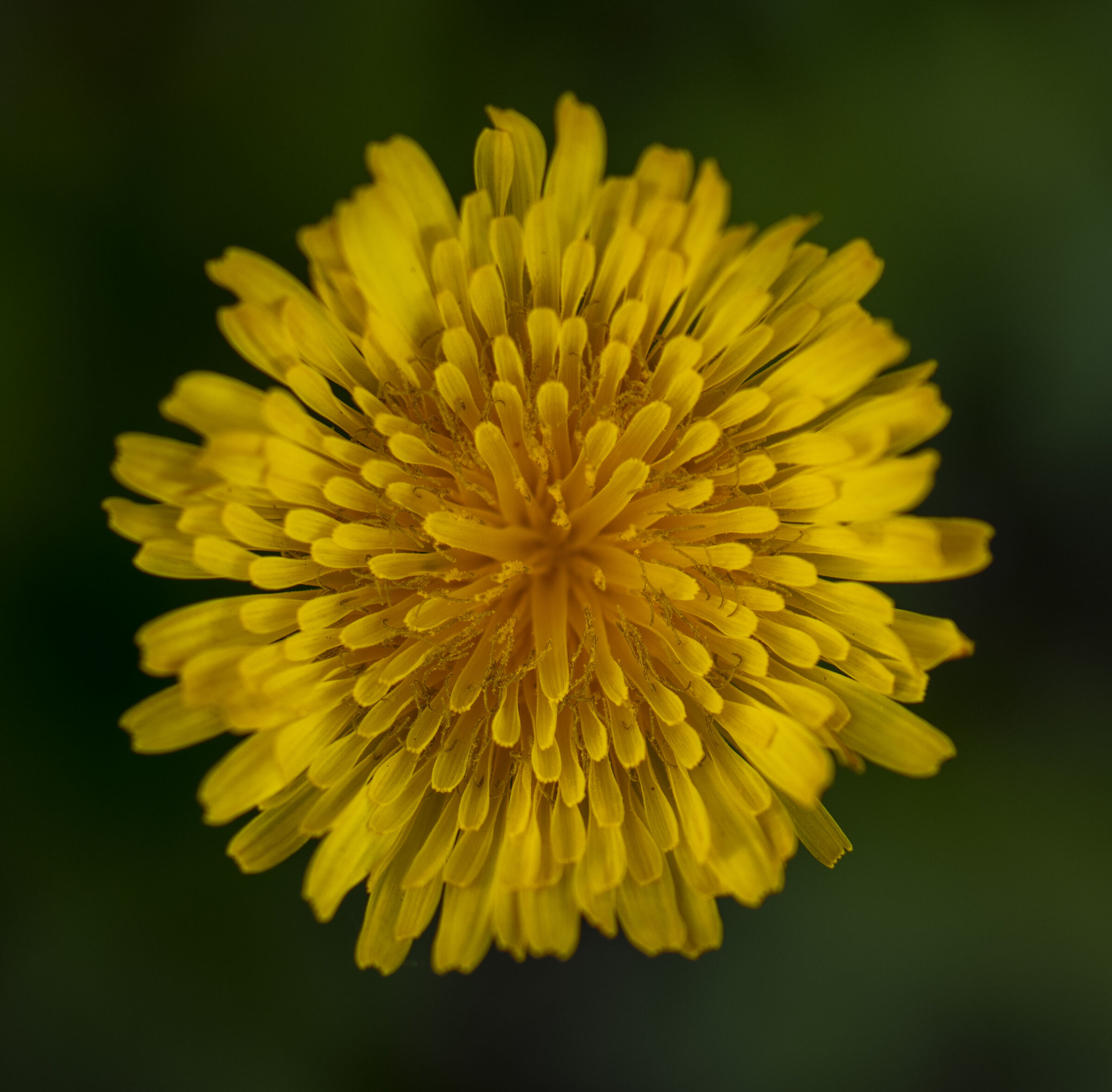Dandelion